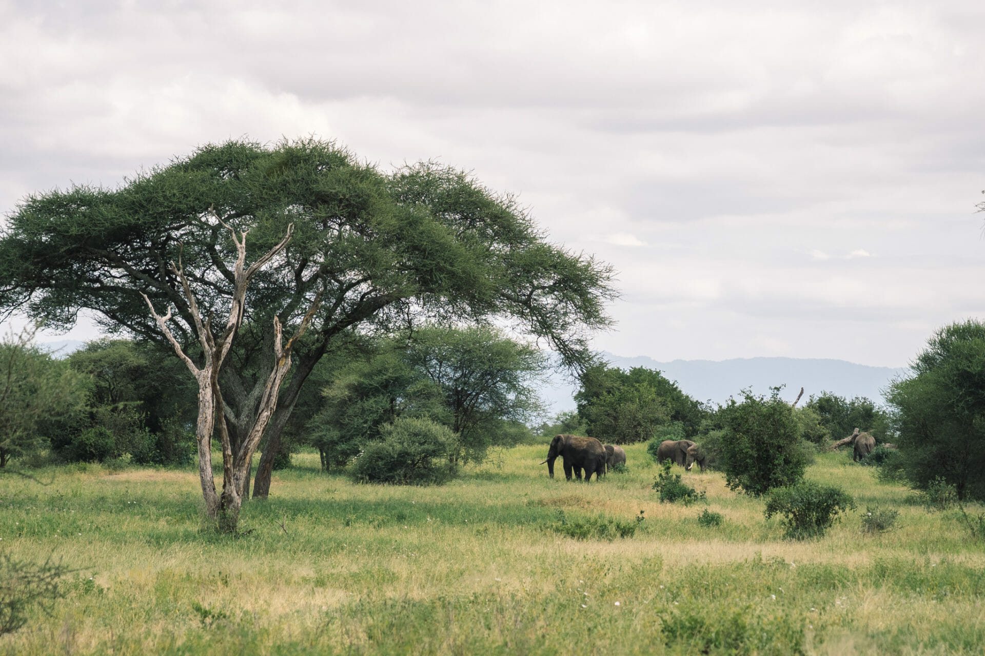 tanzanie-parc-tarangire-elephants