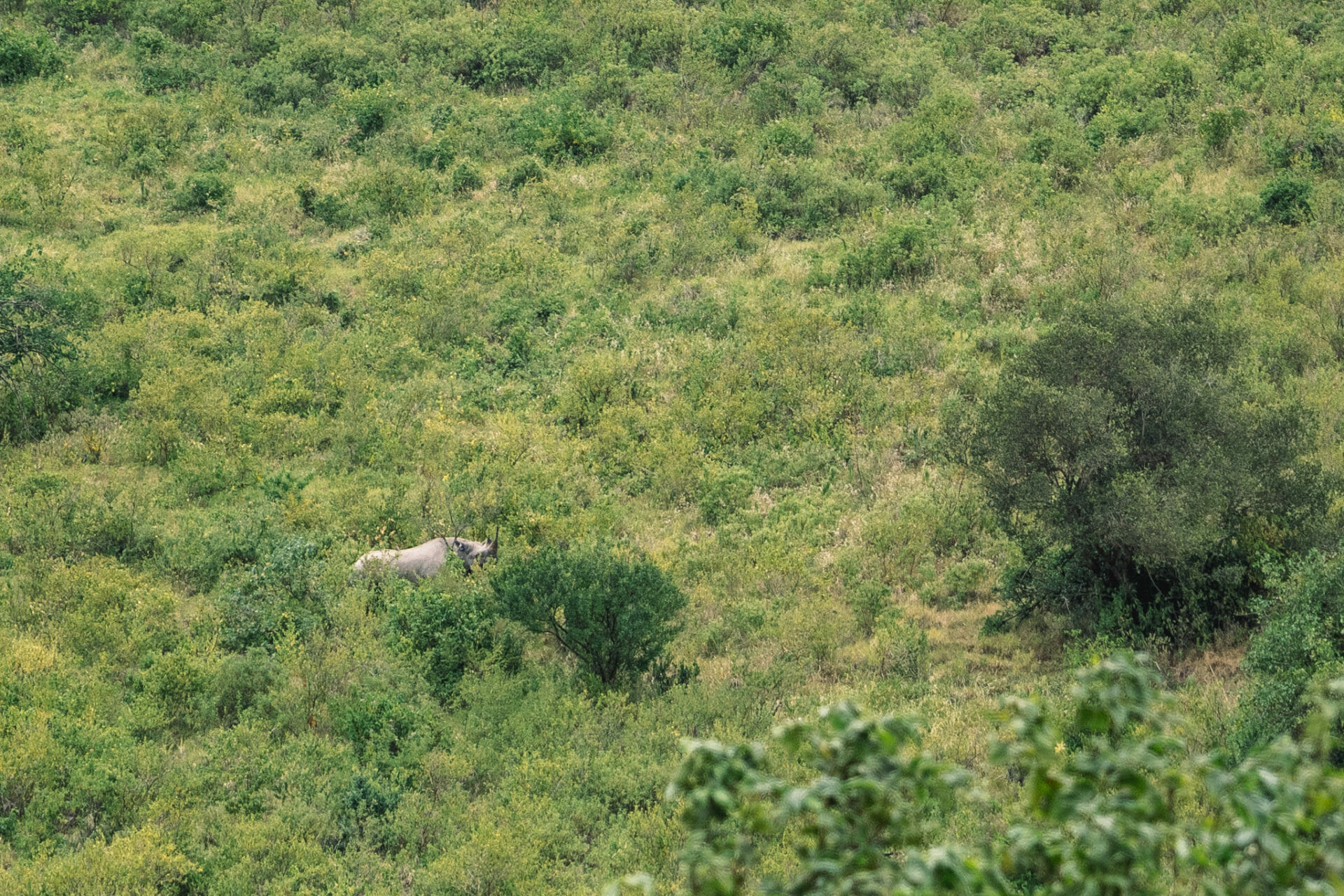 tanzanie-safari-ngorongoro