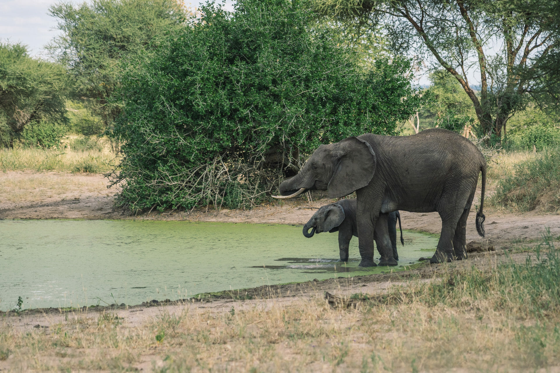 tanzanie-tarangire-safari