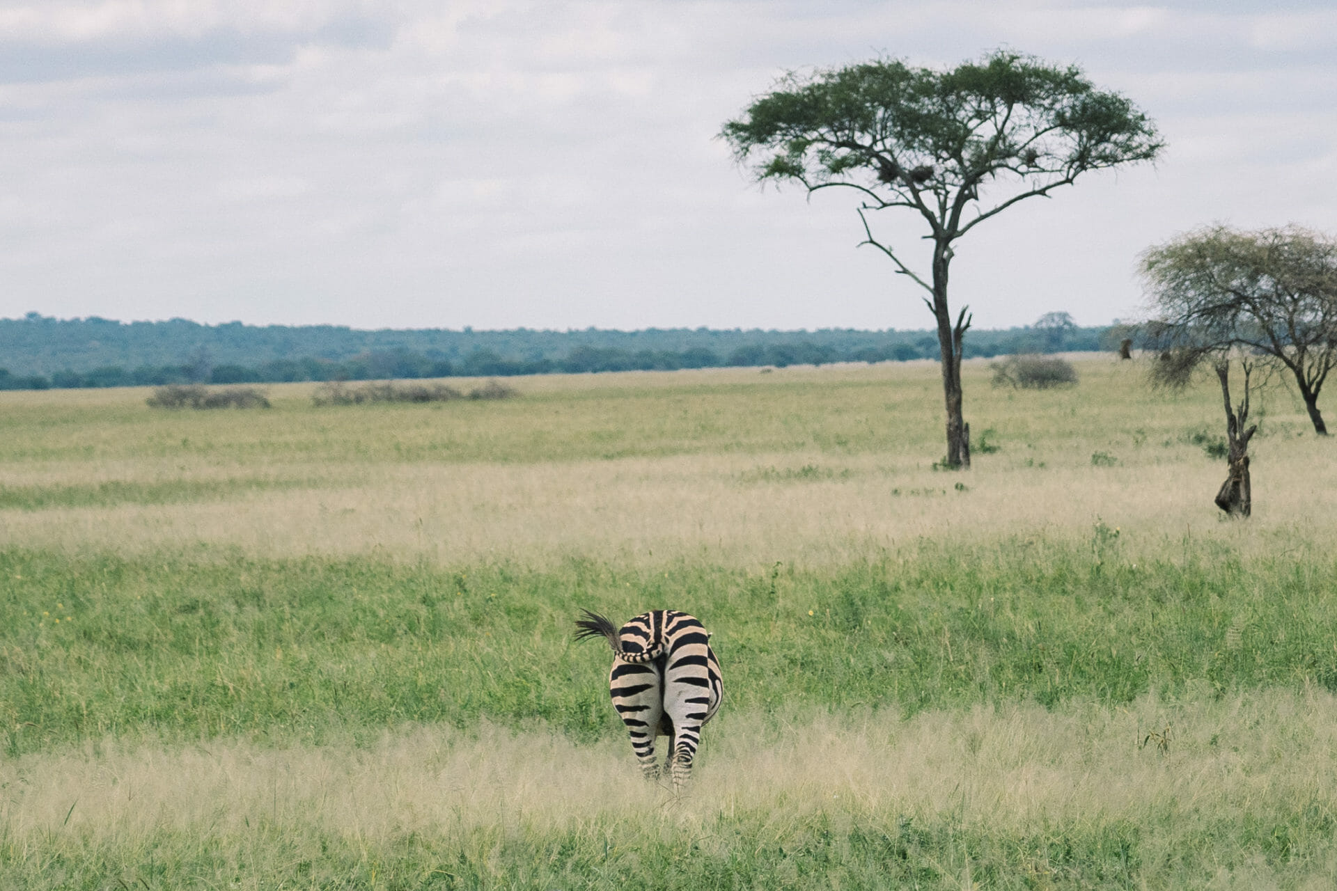 tarangire-safari-tanzanie