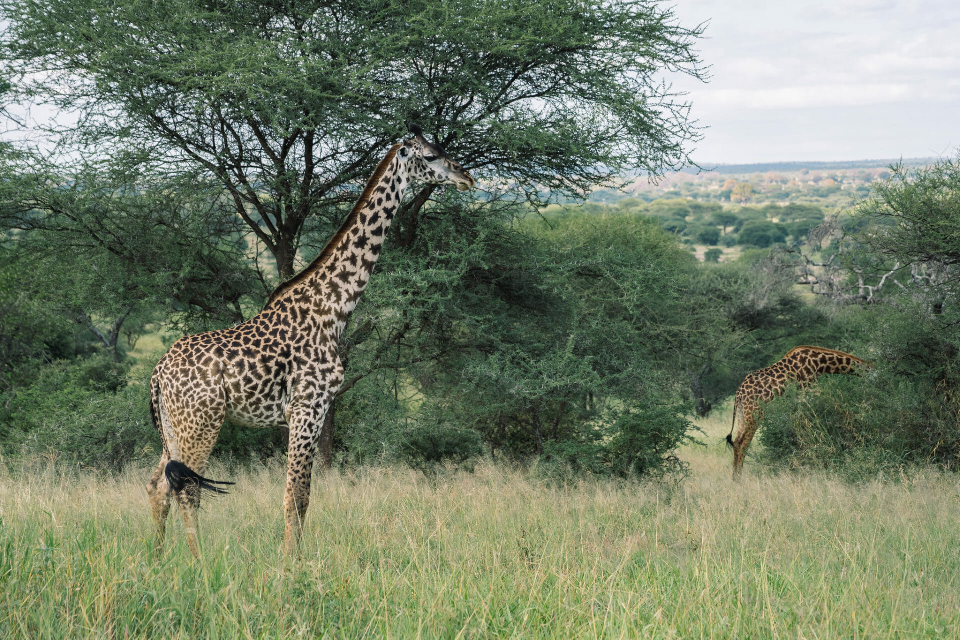 tarangire-tanzanie-faire-safari