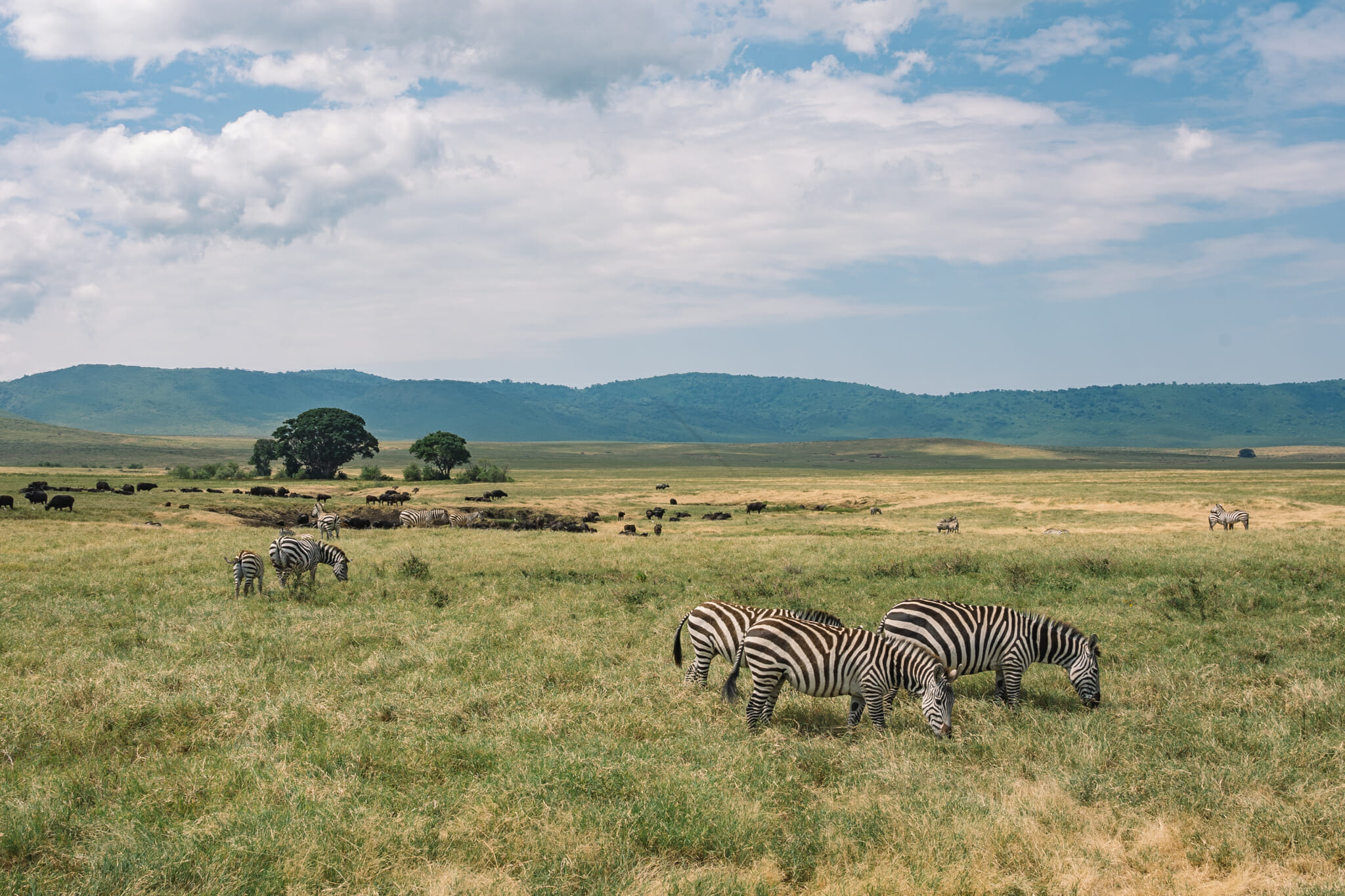 zebres dans le cratère du Ngorongoro en Tanzanie
