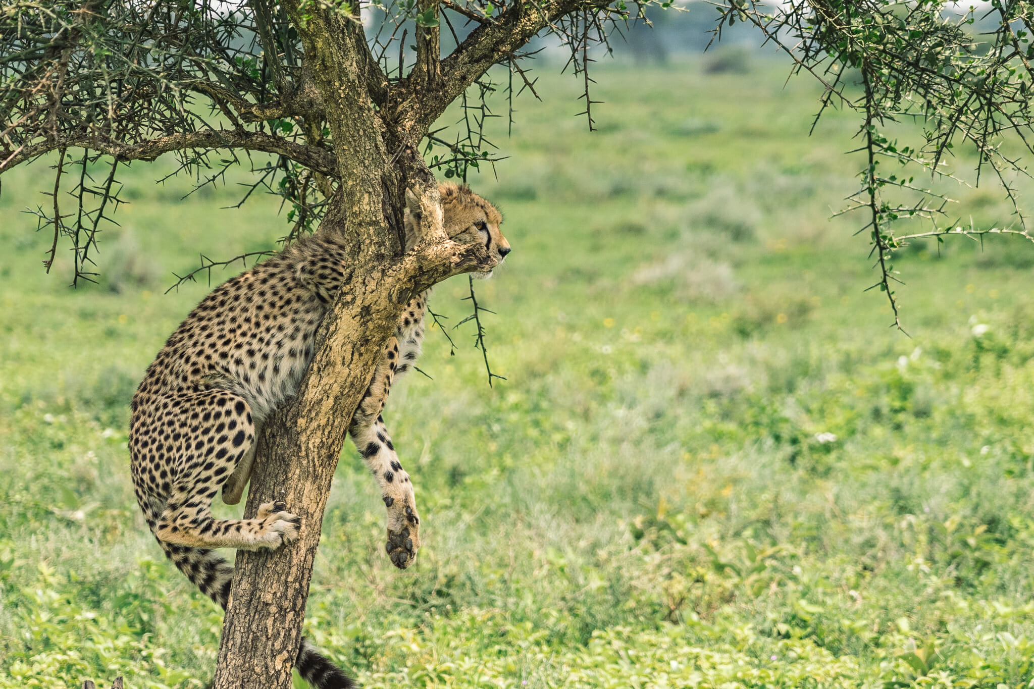 guépard dans la zone du Ndutu, en Tanzanie