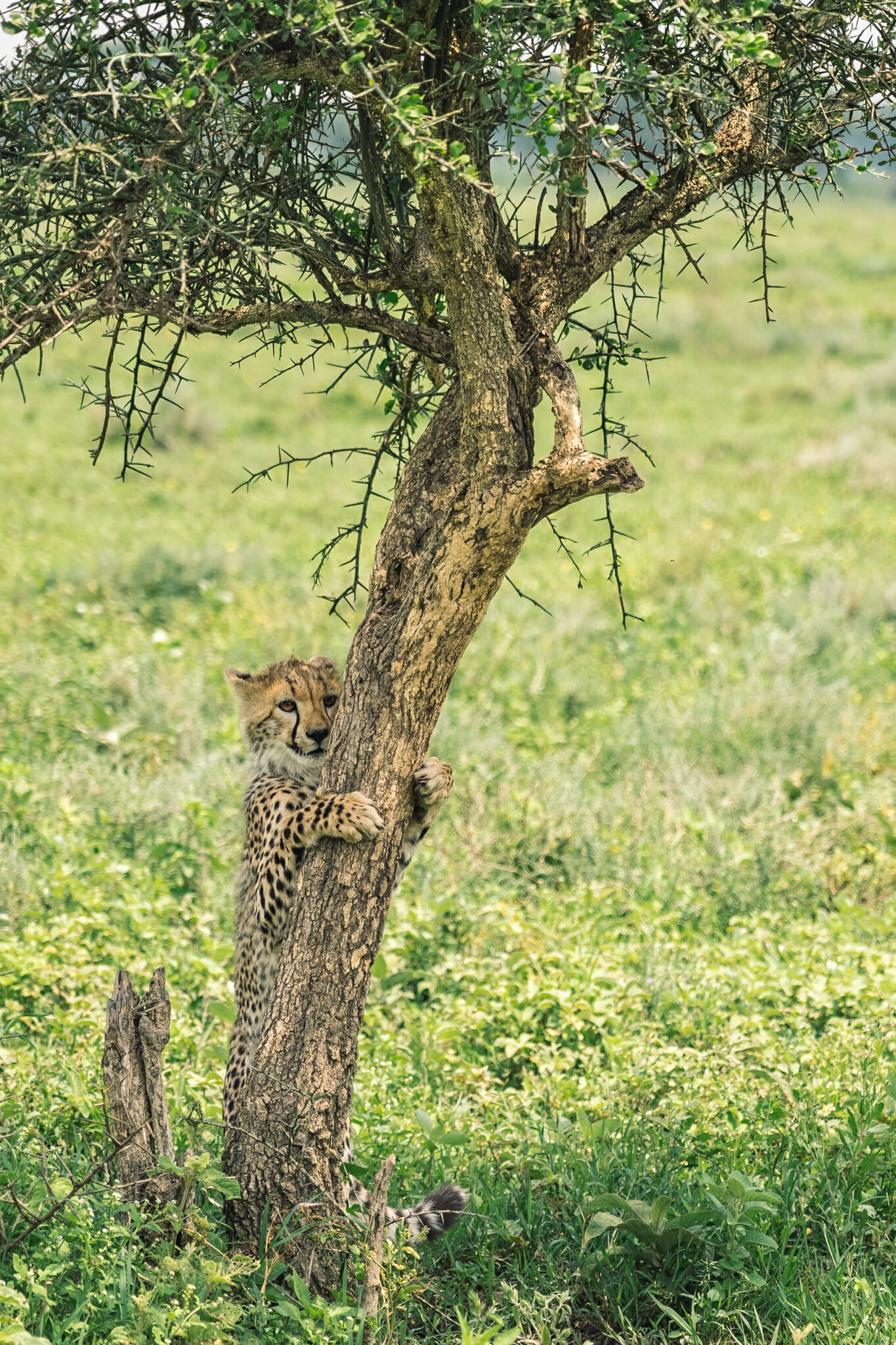 guépard dans la zone du Ndutu, en Tanzanie