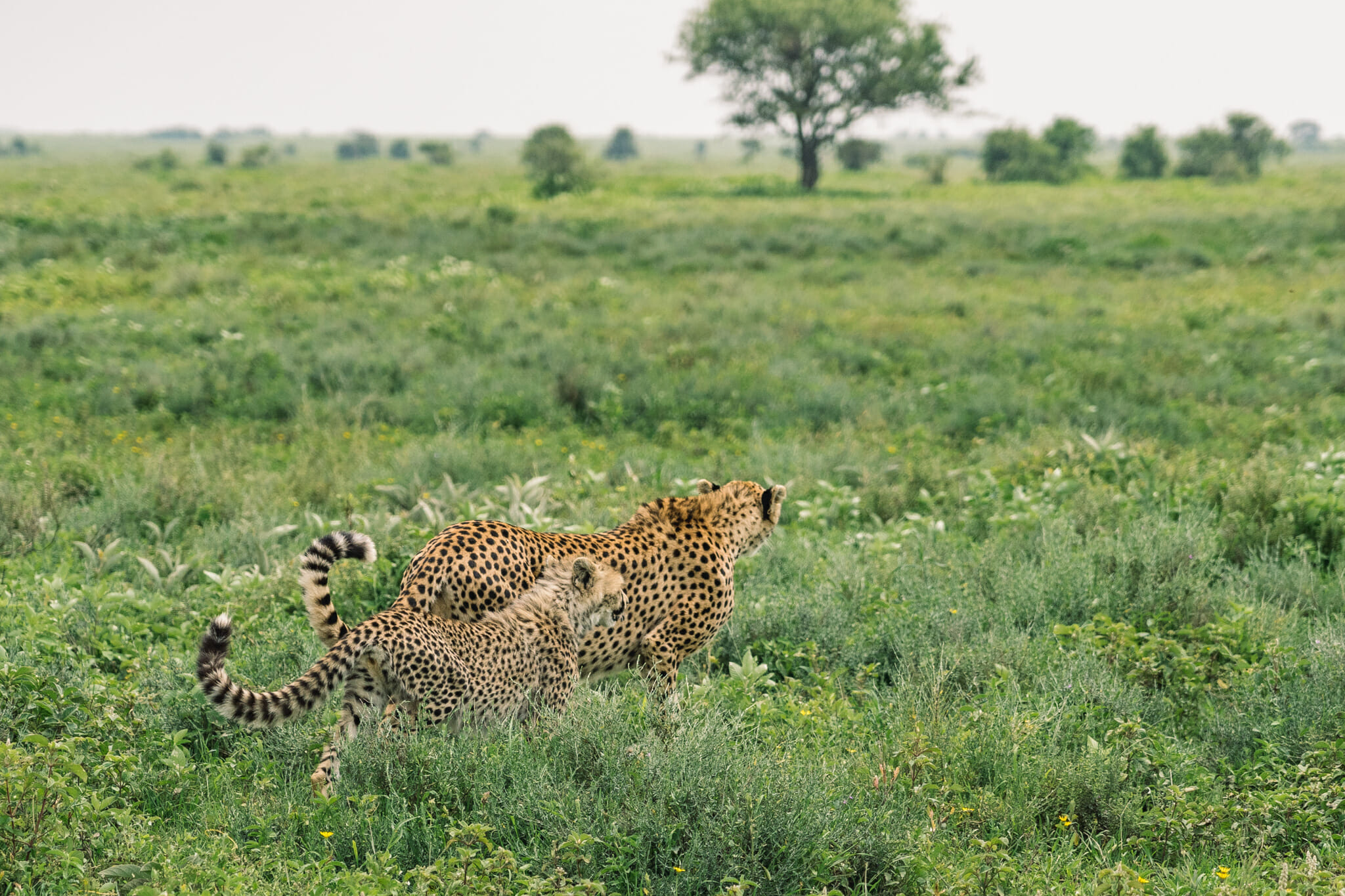 guépard dans la zone du Ndutu, en Tanzanie