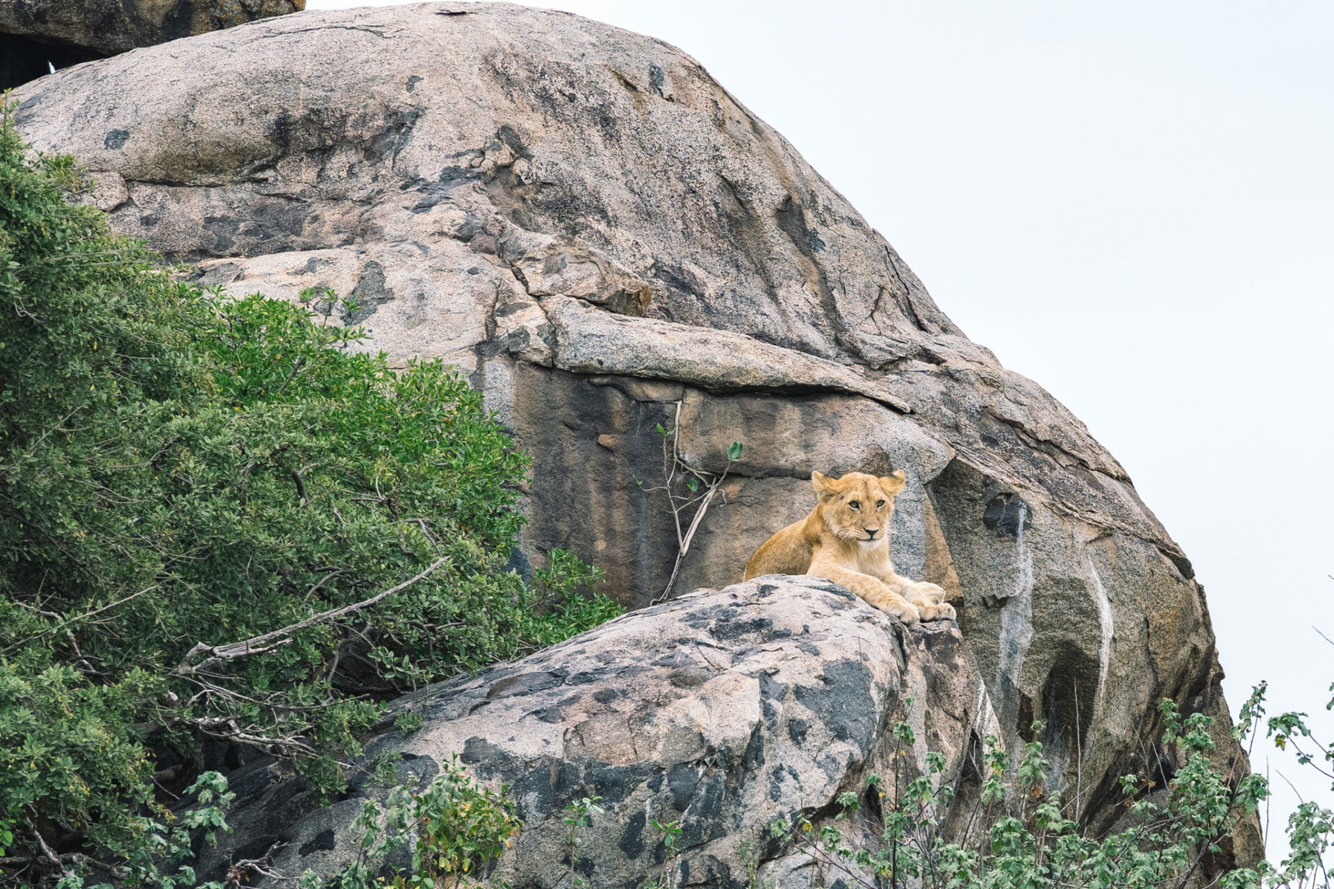 faire-safari-tanzanie-serengeti