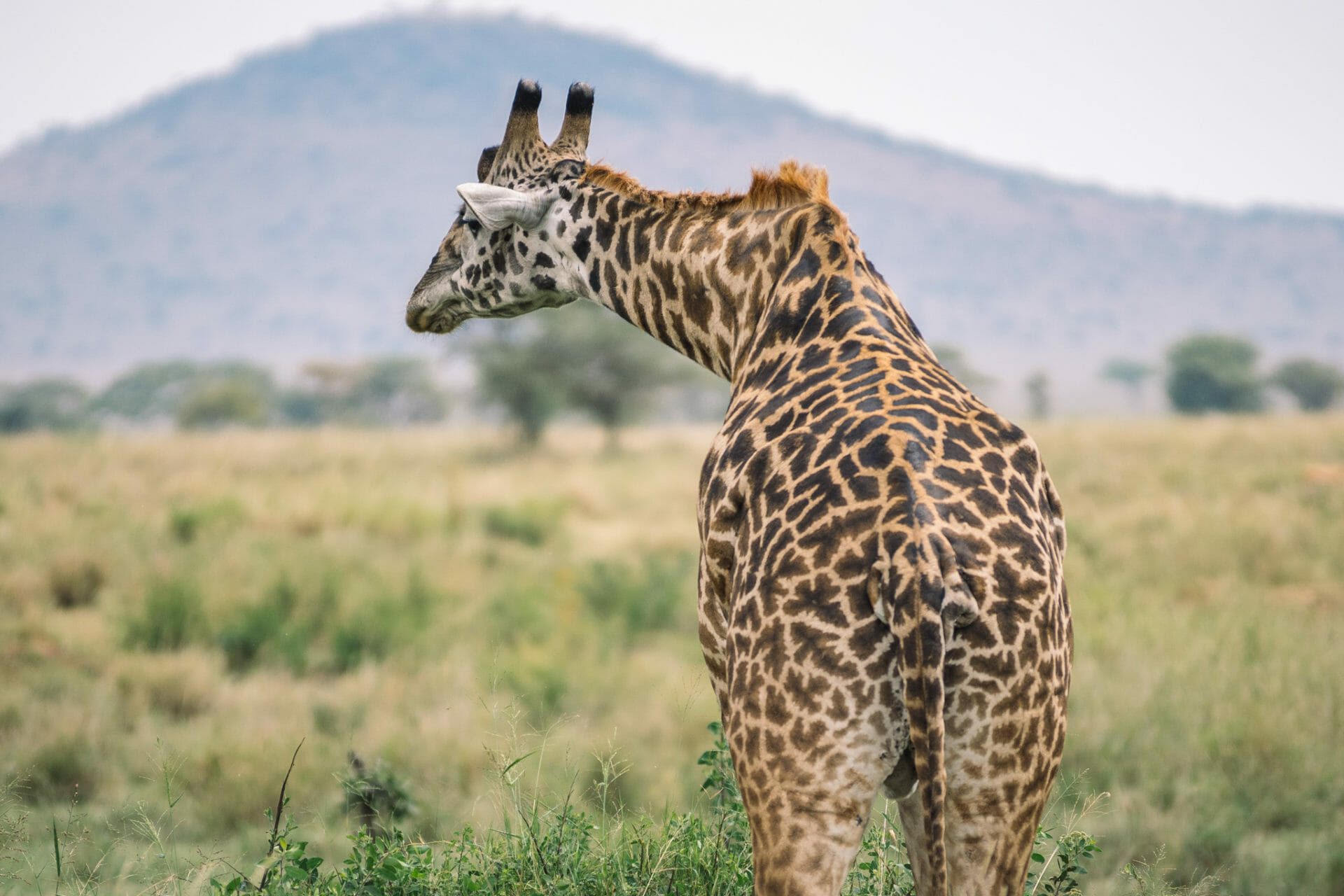 faire-un-safari-serengeti