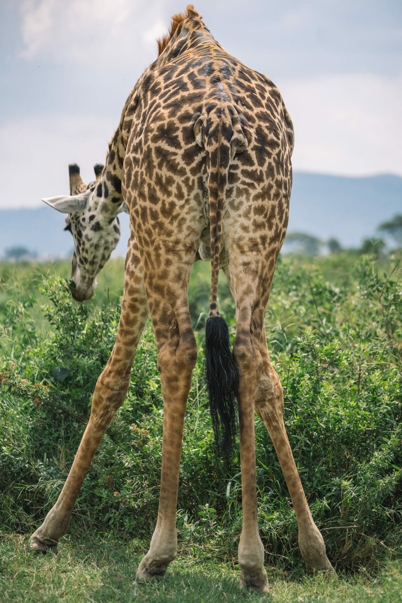 girafe-serengeti-tanzanie-safari