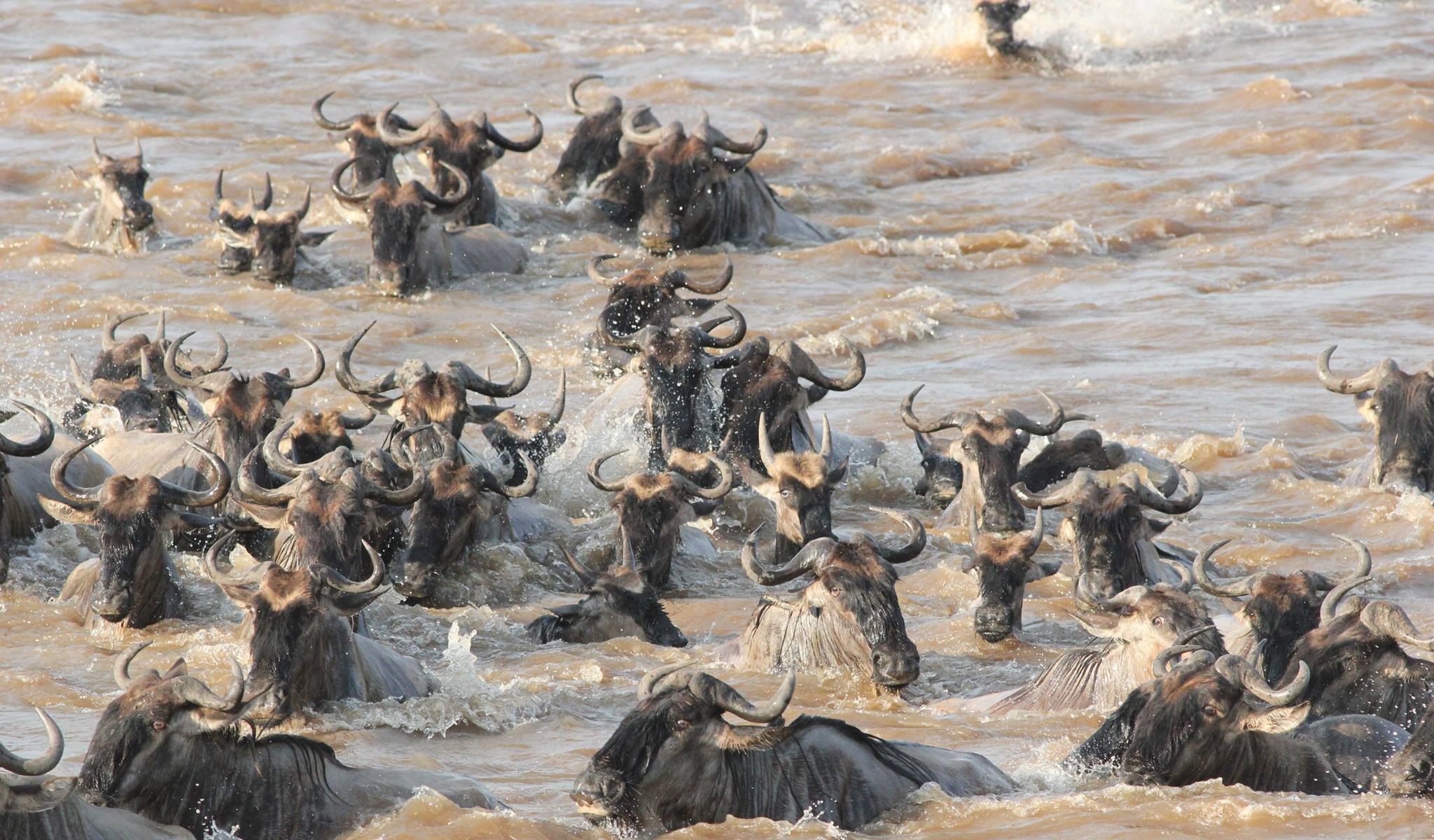 gnous traversant la rivière mara dans le nord du parc du Serengeti en Tanzanie