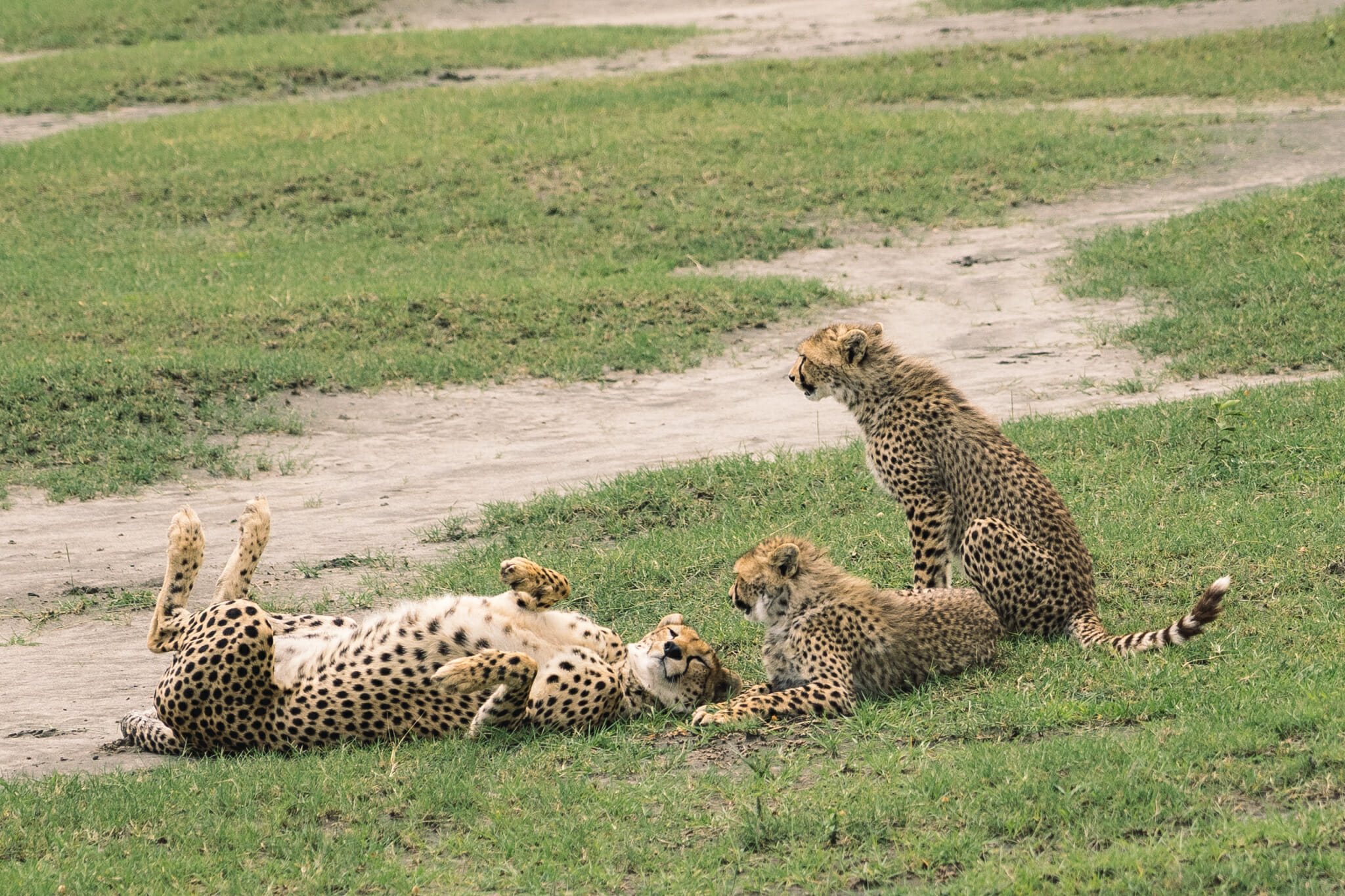 guépard dans la zone du Ndutu, en Tanzanie