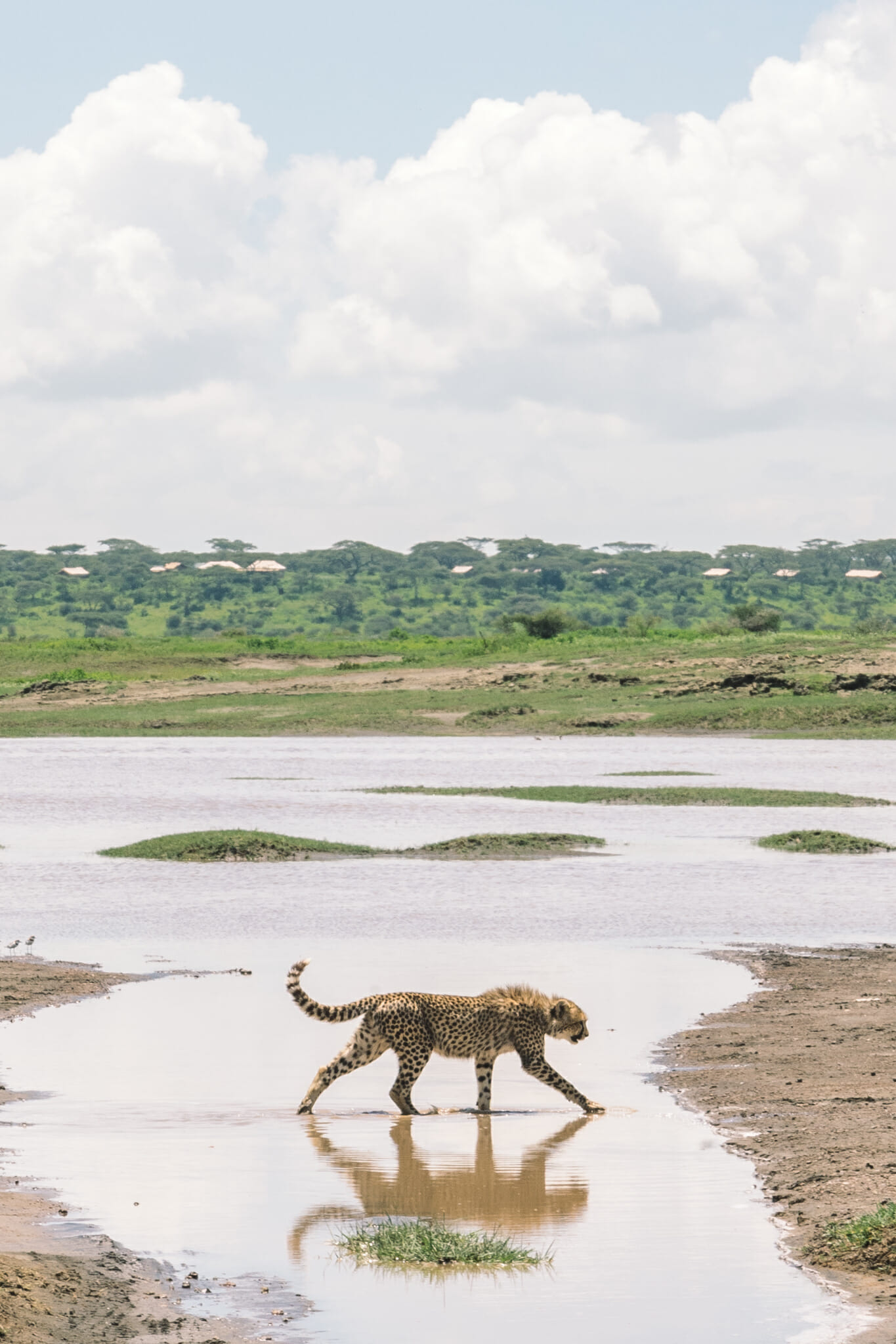Guépard marchant dans l'eau dans la zone du Ndutu en Tanzanie