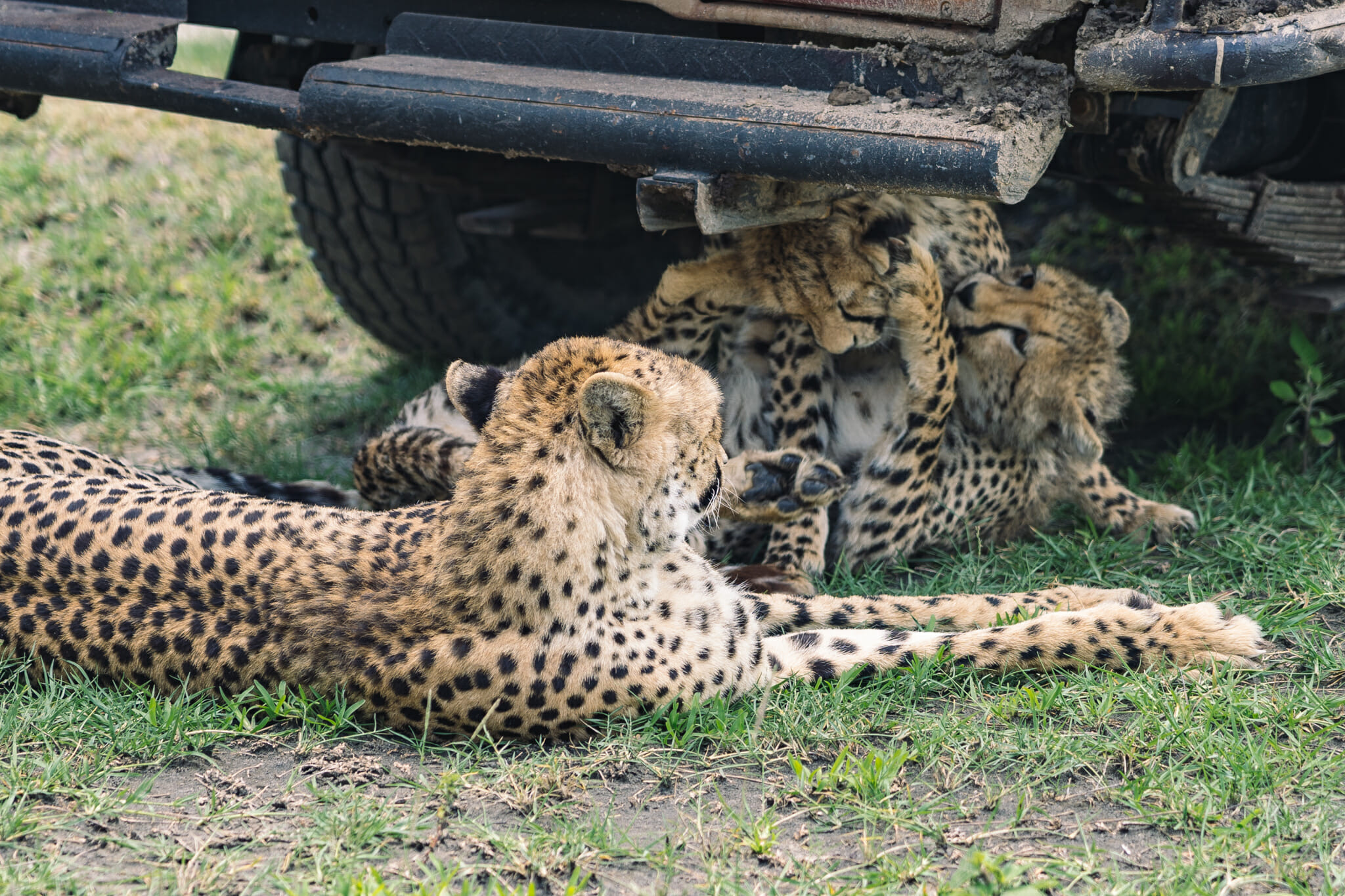 guépard dans la zone du Ndutu, en Tanzanie
