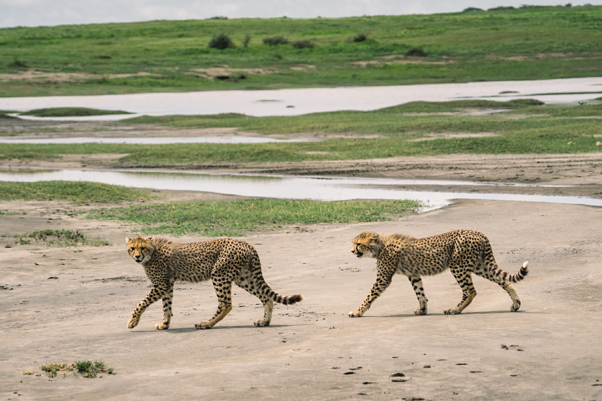 guépard dans la zone du Ndutu, en Tanzanie