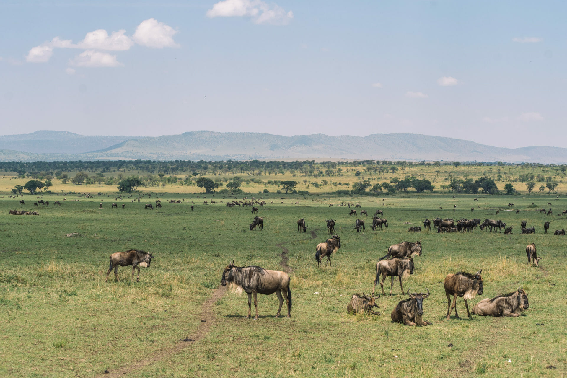 migration-gnous-seregenti-tanzanie