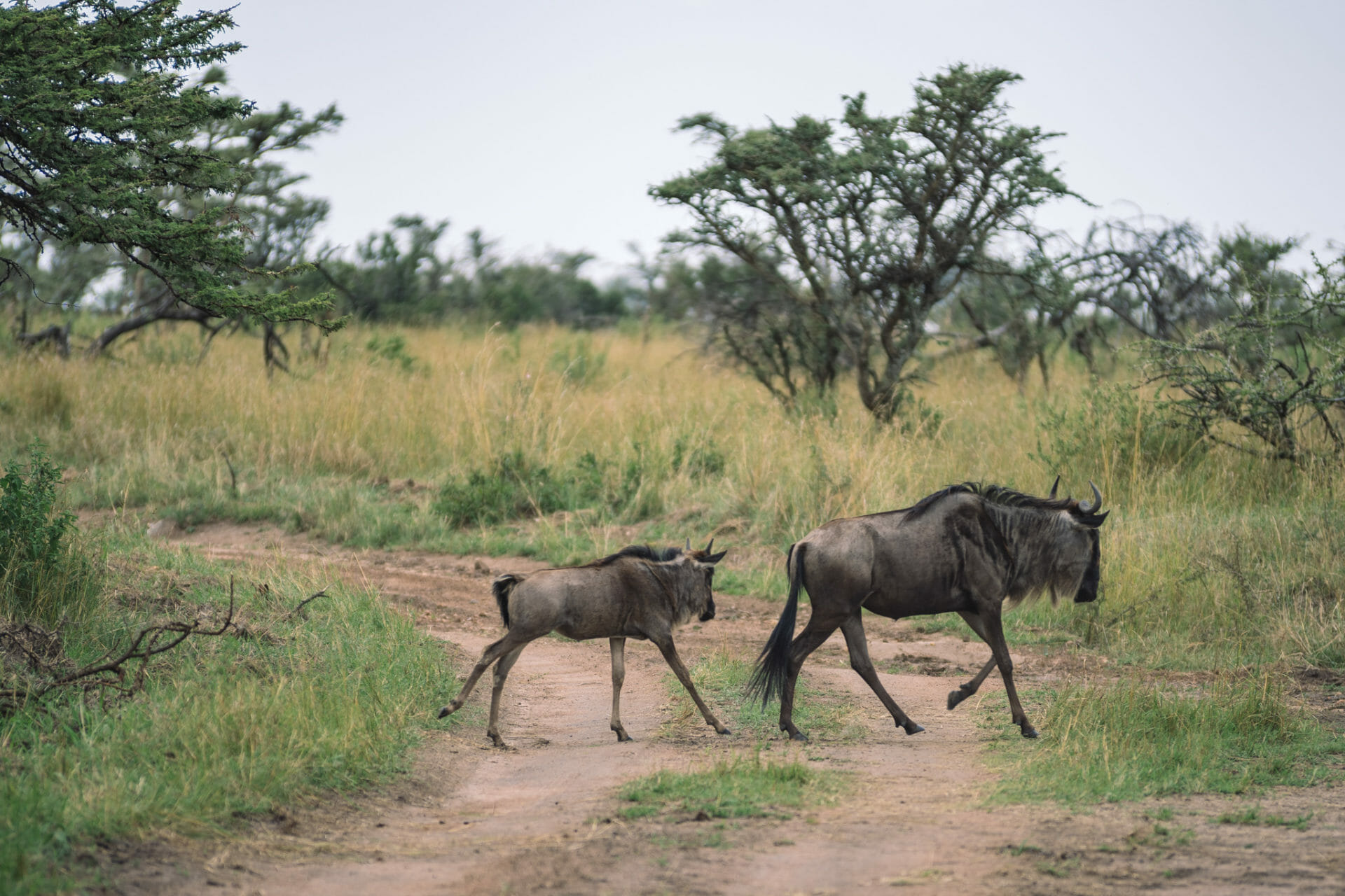 migration-gnous-serengeti