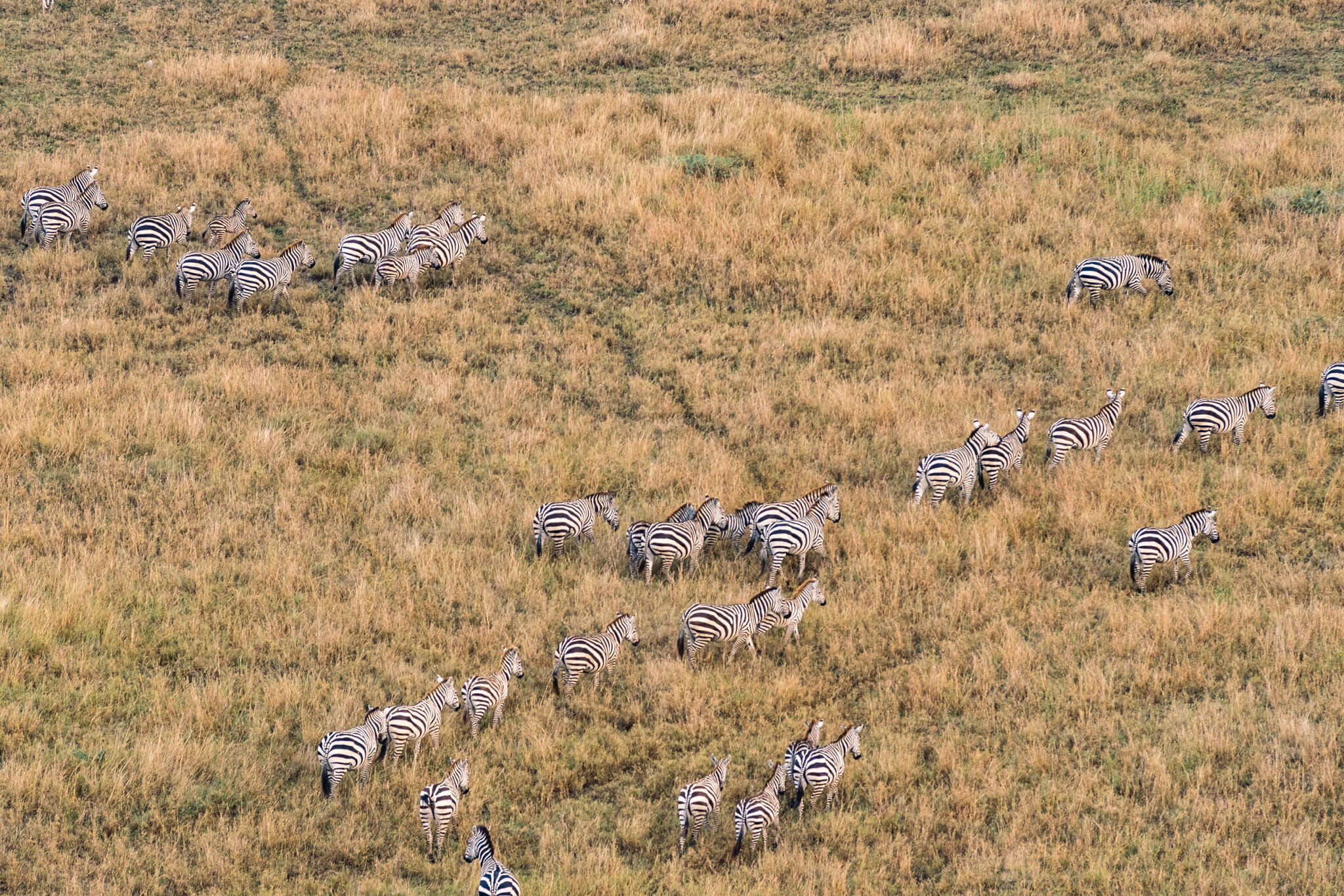 Safari en montgolfiere dans le Serengeti