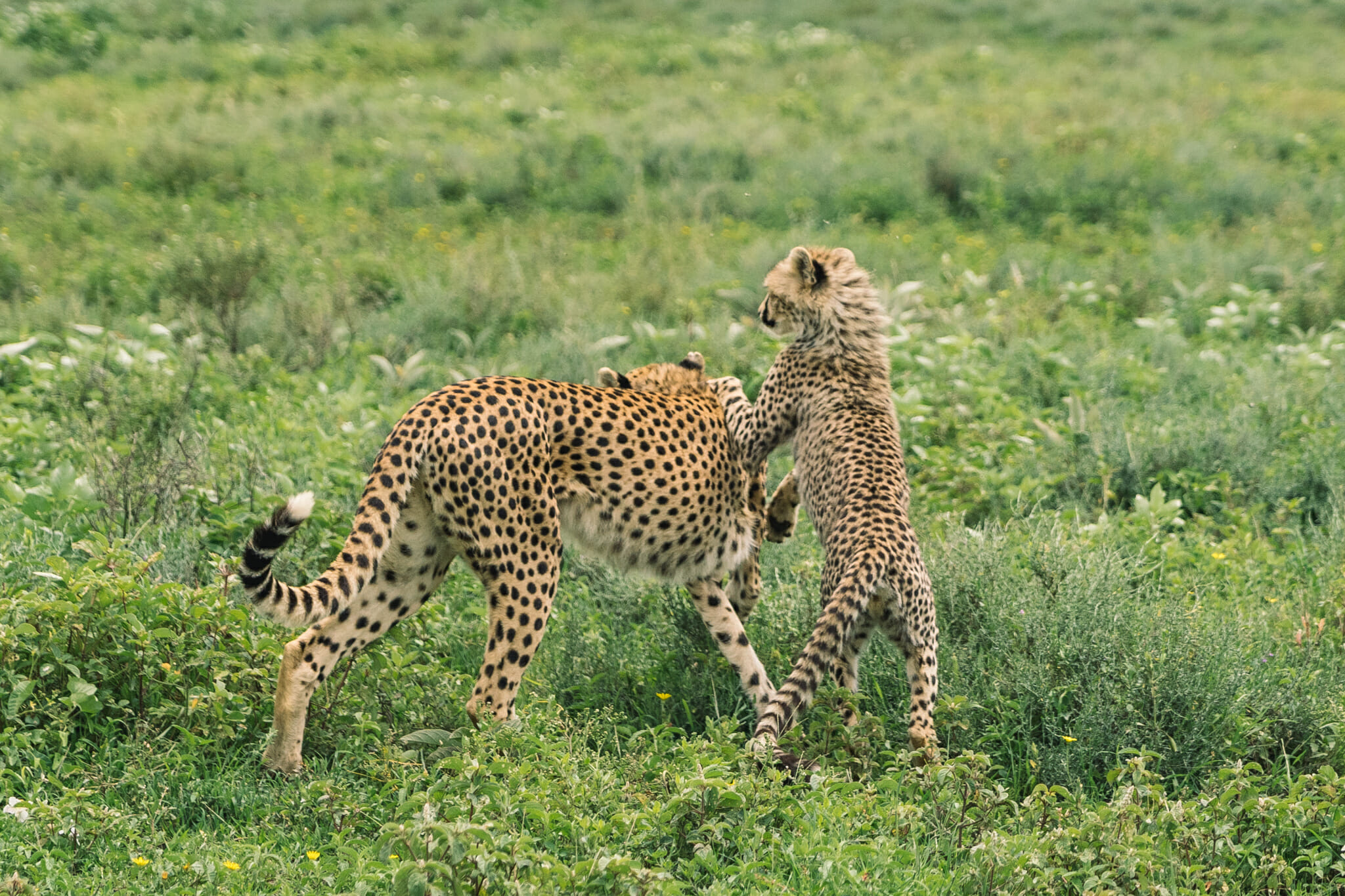 guépard dans la zone du Ndutu, en Tanzanie