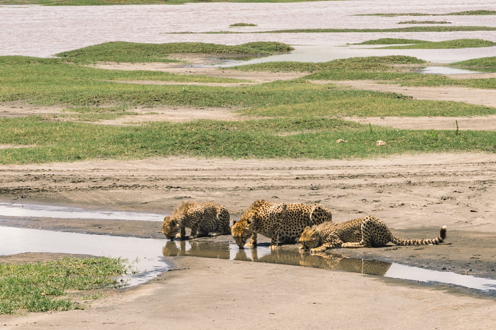 guépard dans la zone du Ndutu, en Tanzanie