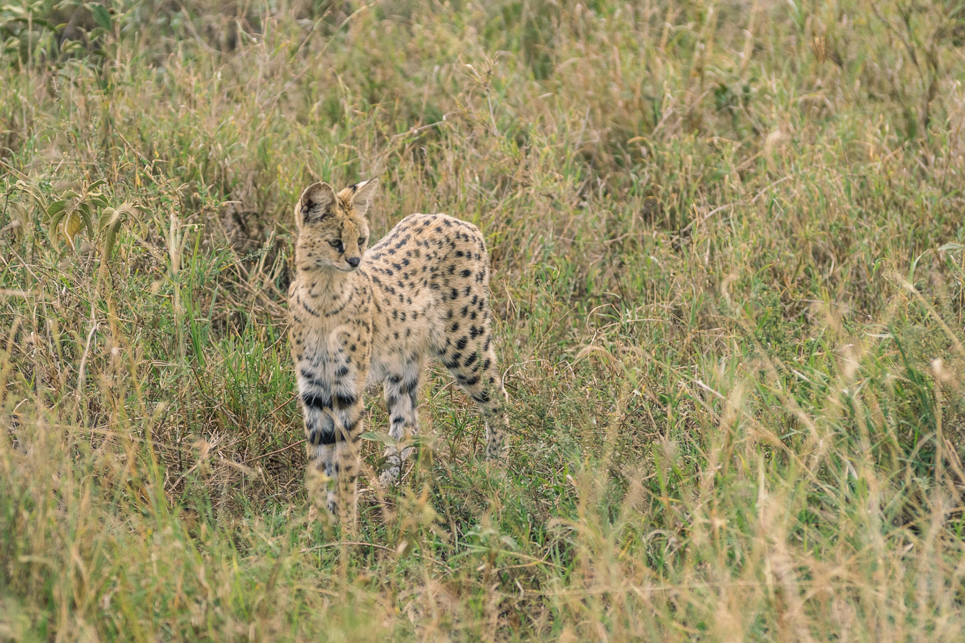 parc-national-serengeti-tanzanie