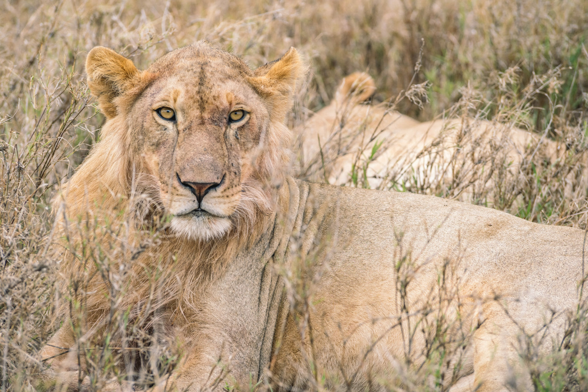 parc-serengeti-tanzanie