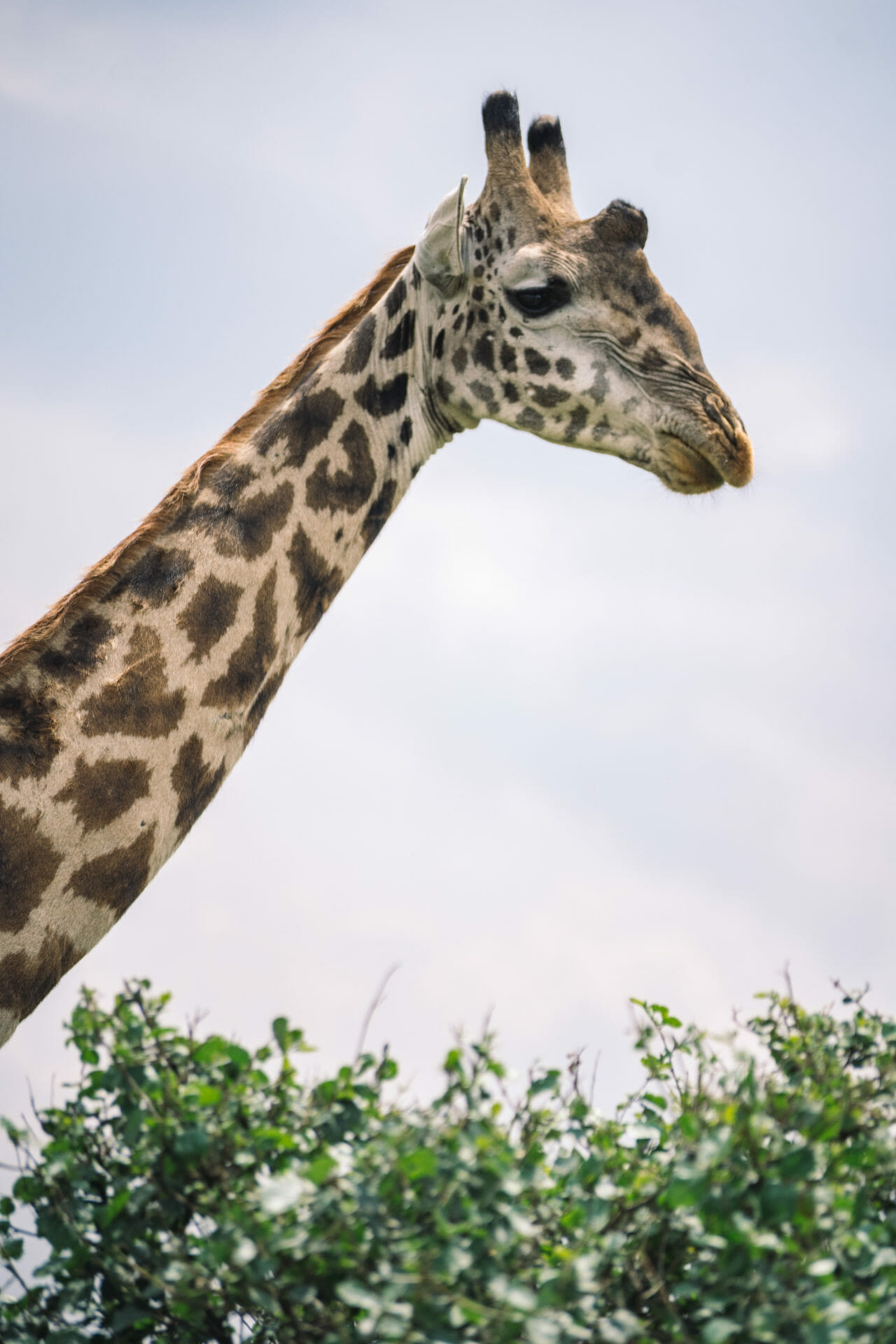 safari-serengeti-tanzanie
