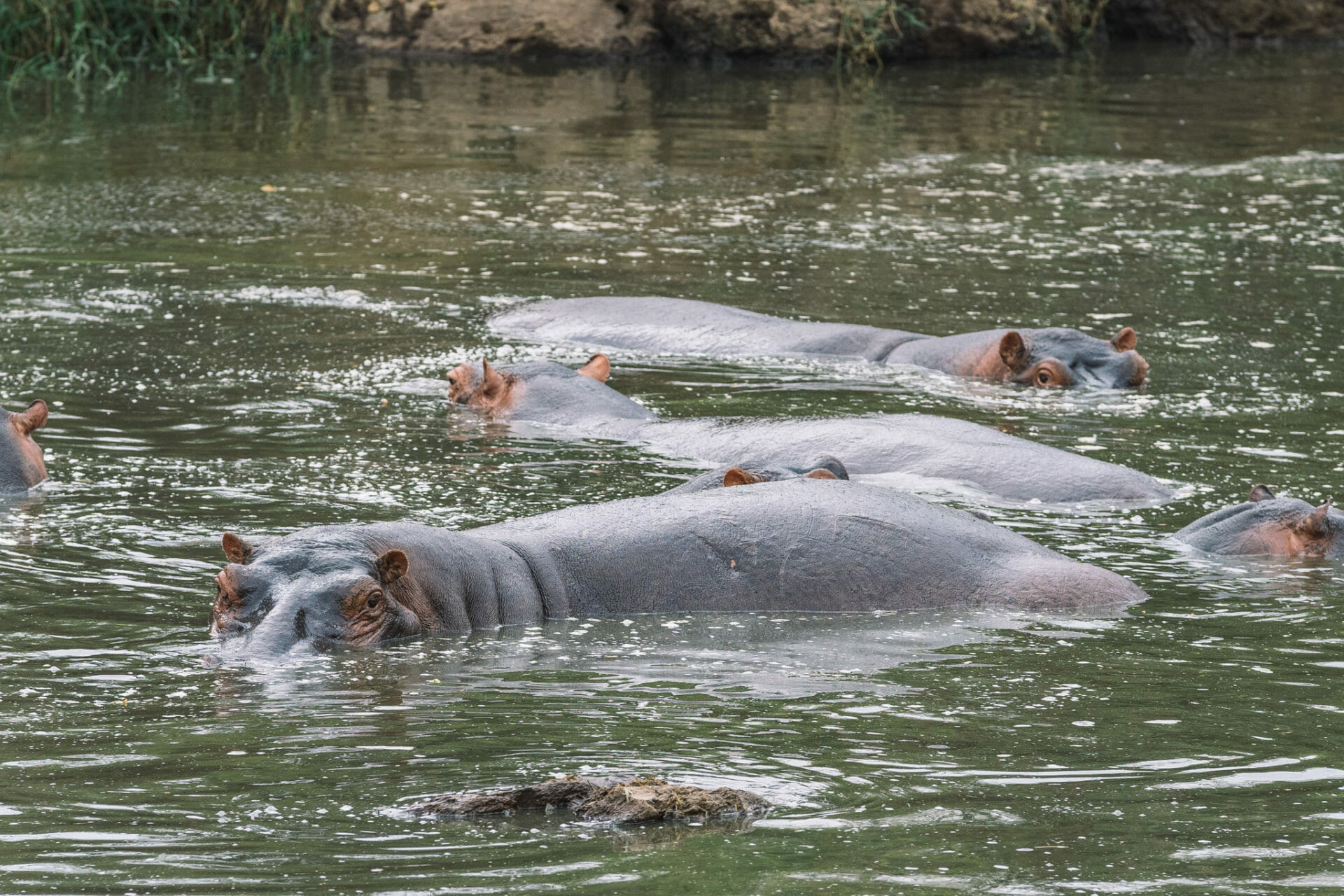 safari-serengeti-tanzanie-parc