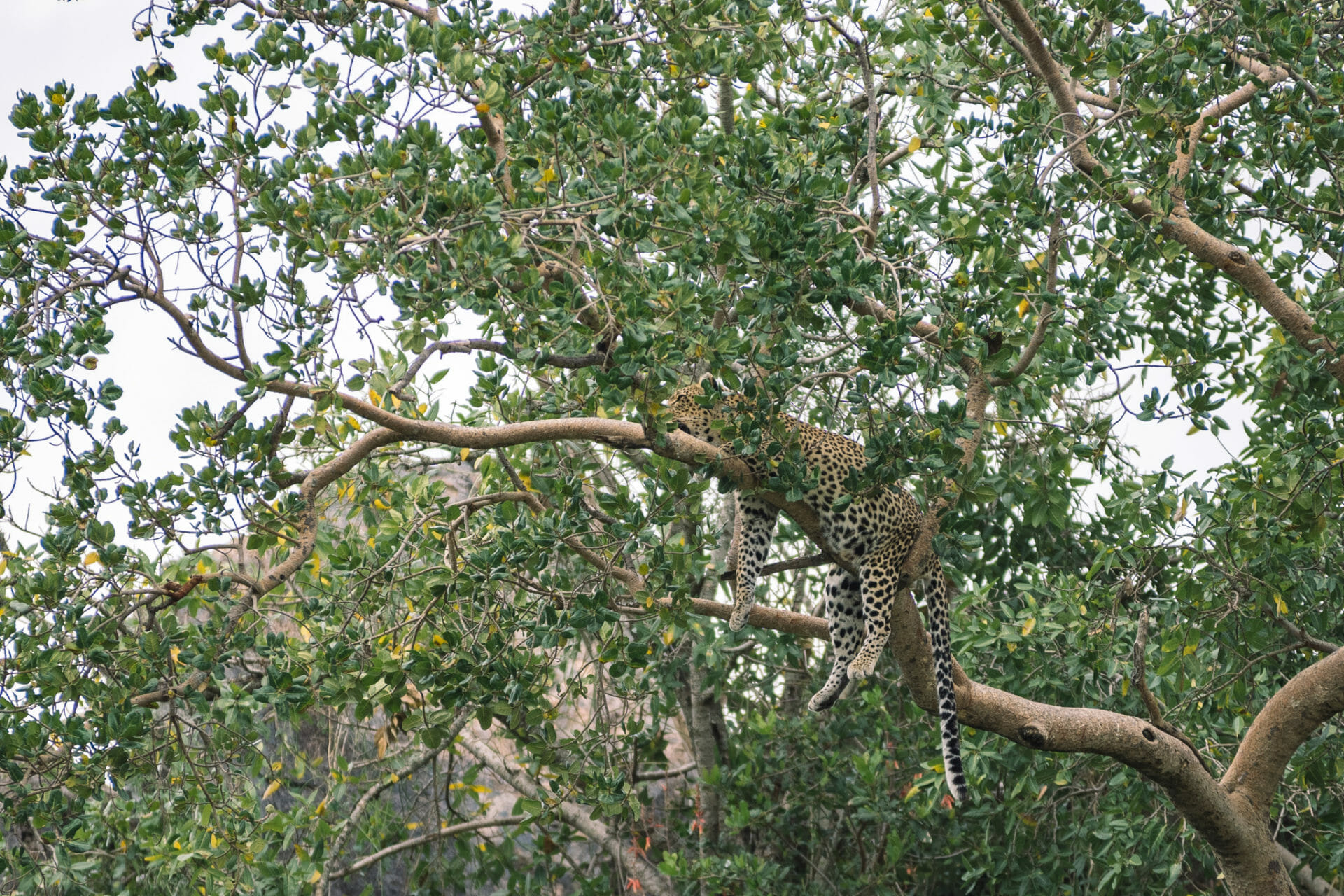 safari-serengeti-tanzanie