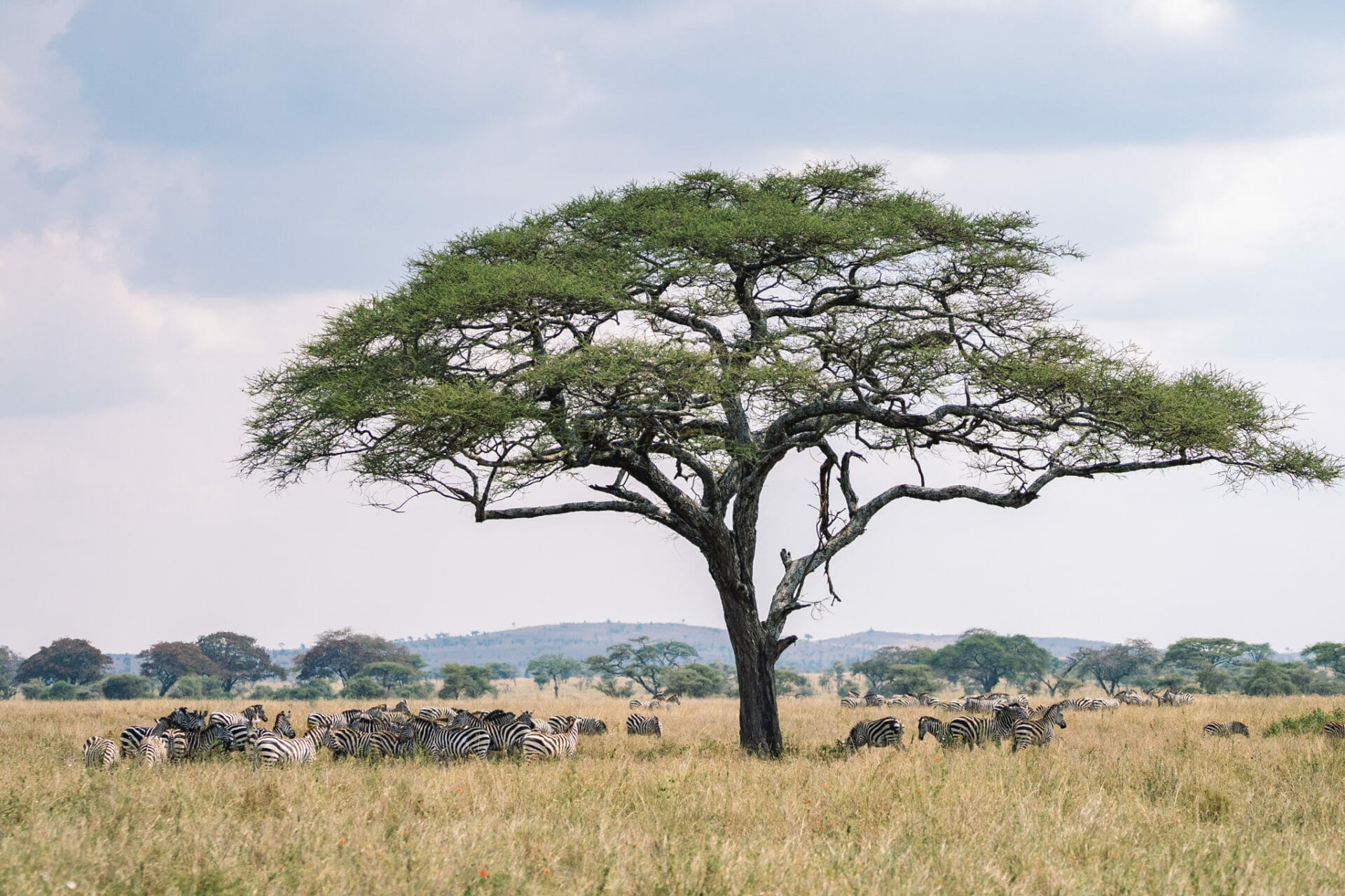 safari-tanzanie-parc-serengeti