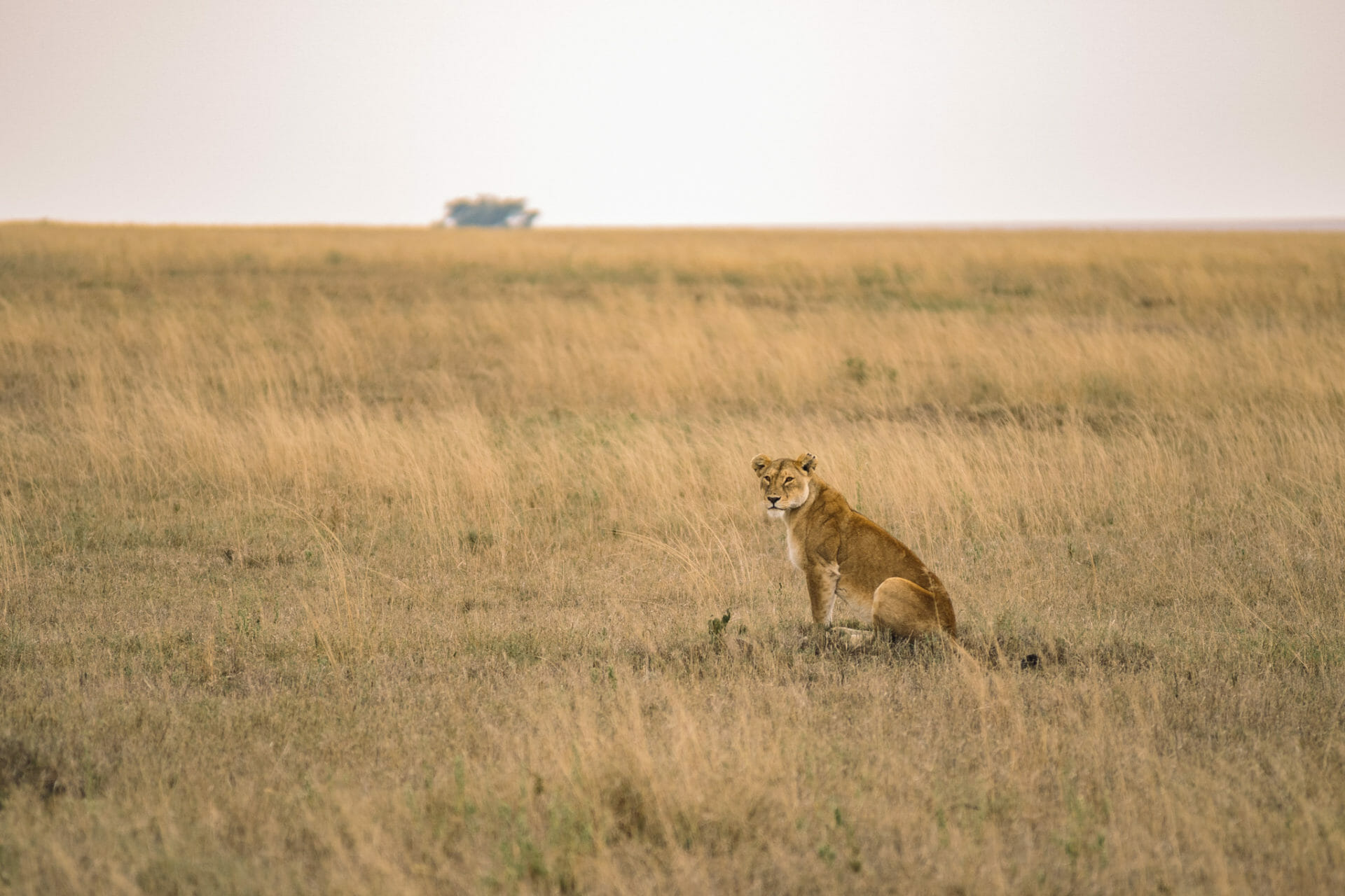 safari-tanzanie-parc-serengeti