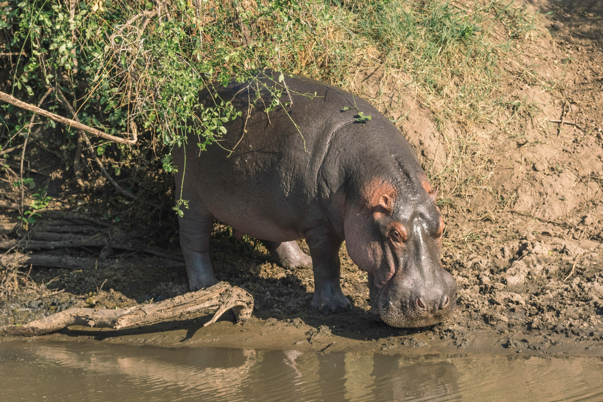 safari-tanzanie-serengeti