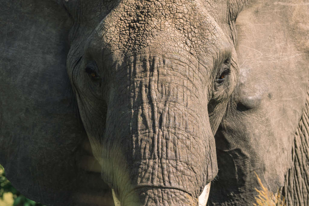 Observation d'un éléphant dans le parc national du serengeti en Tanzanie