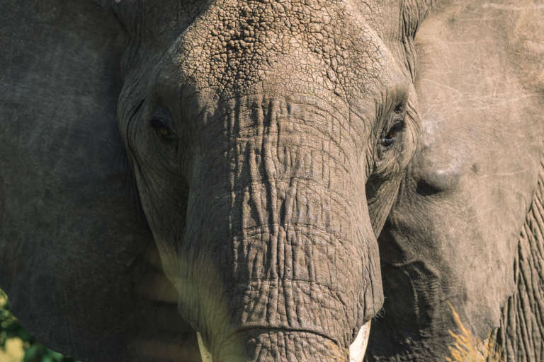 Observation d'un éléphant dans le parc national du serengeti en Tanzanie