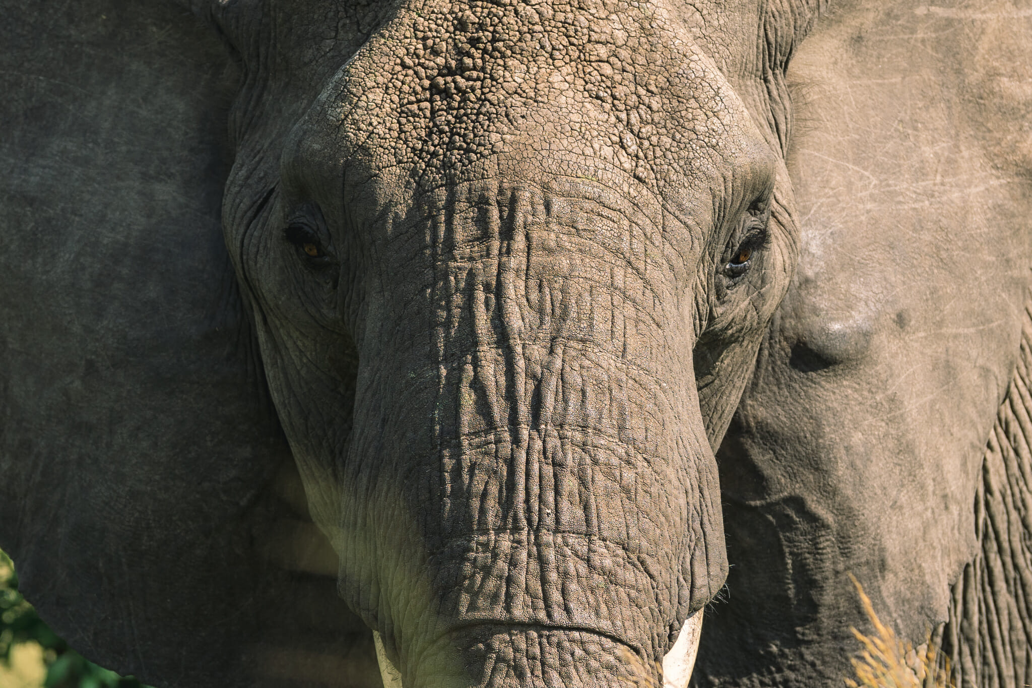 Observation d'un éléphant dans le parc national du serengeti en Tanzanie
