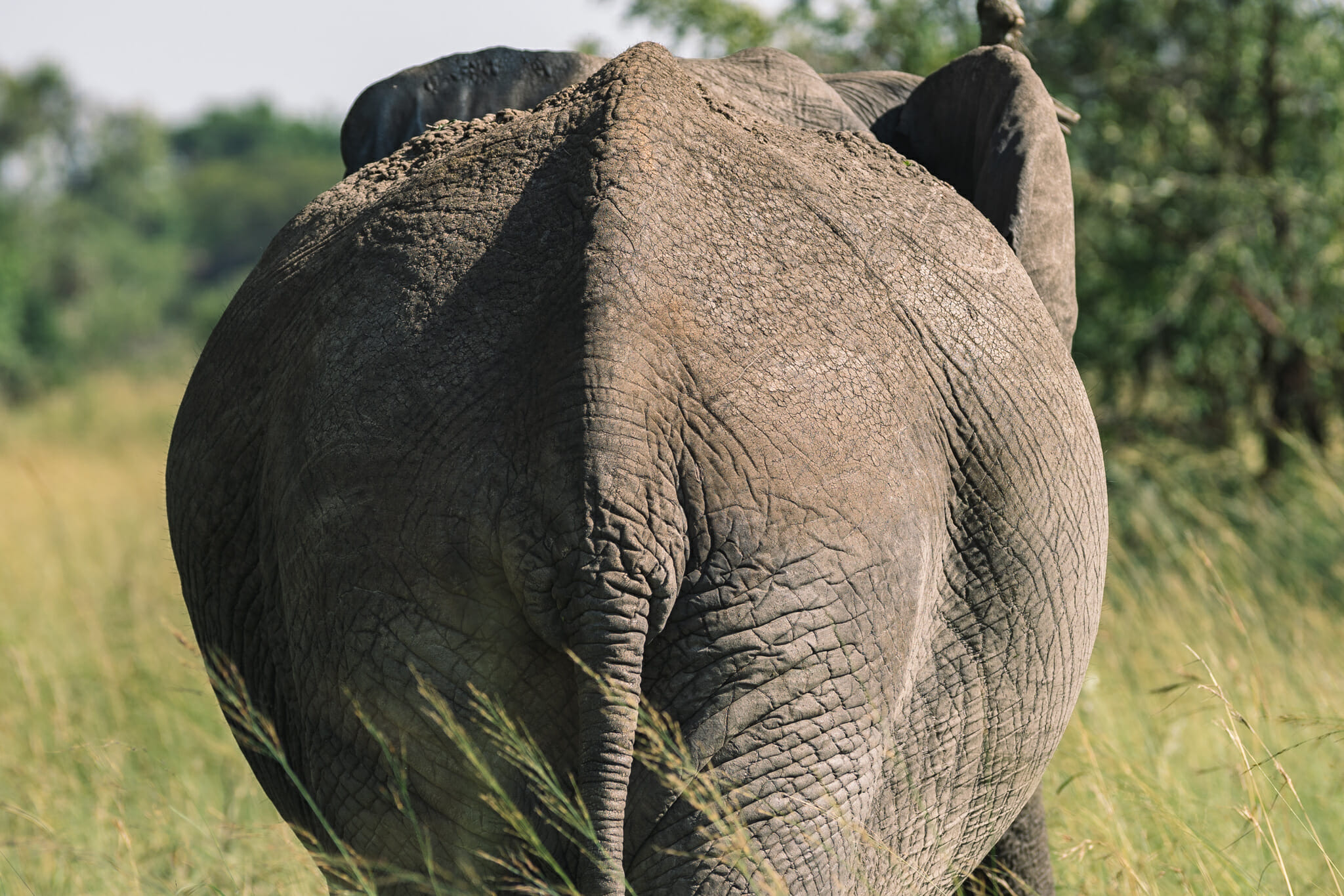 Observation d'un éléphant dans le parc national du serengeti en tanzanie