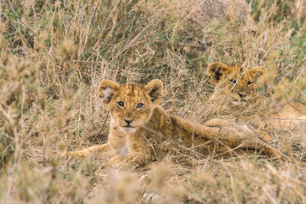 seregenti-tanzanie-safari-parc