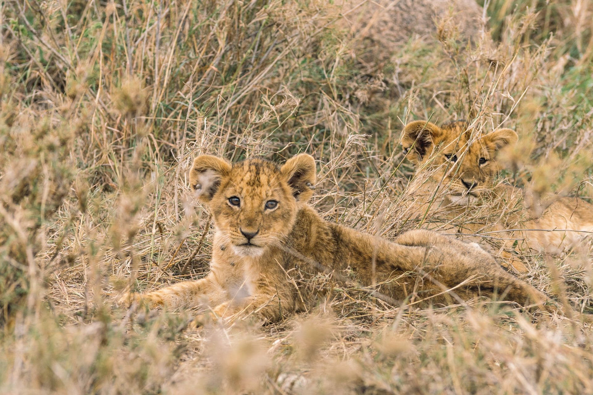 seregenti-tanzanie-safari-parc