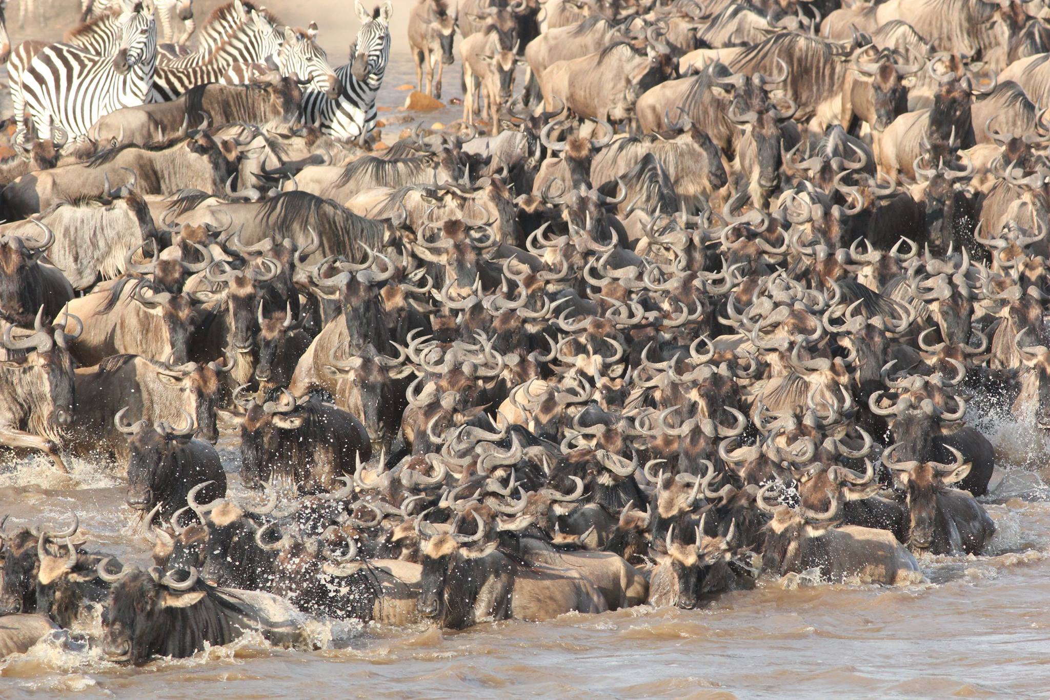 gnous traversant la rivière mara dans le nord du parc du Serengeti en Tanzanie
