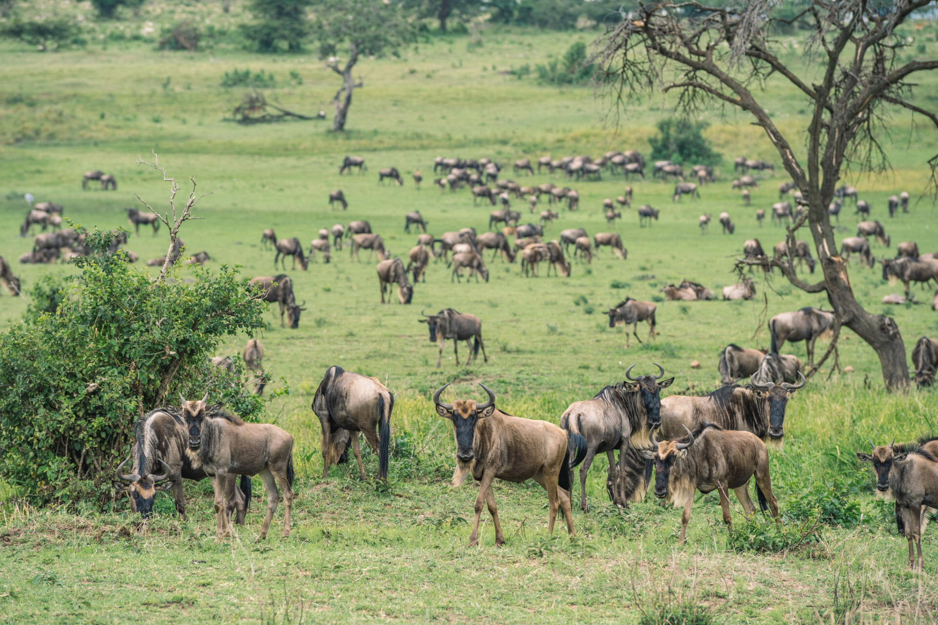 serengeti-migration-gnous-tanzanie