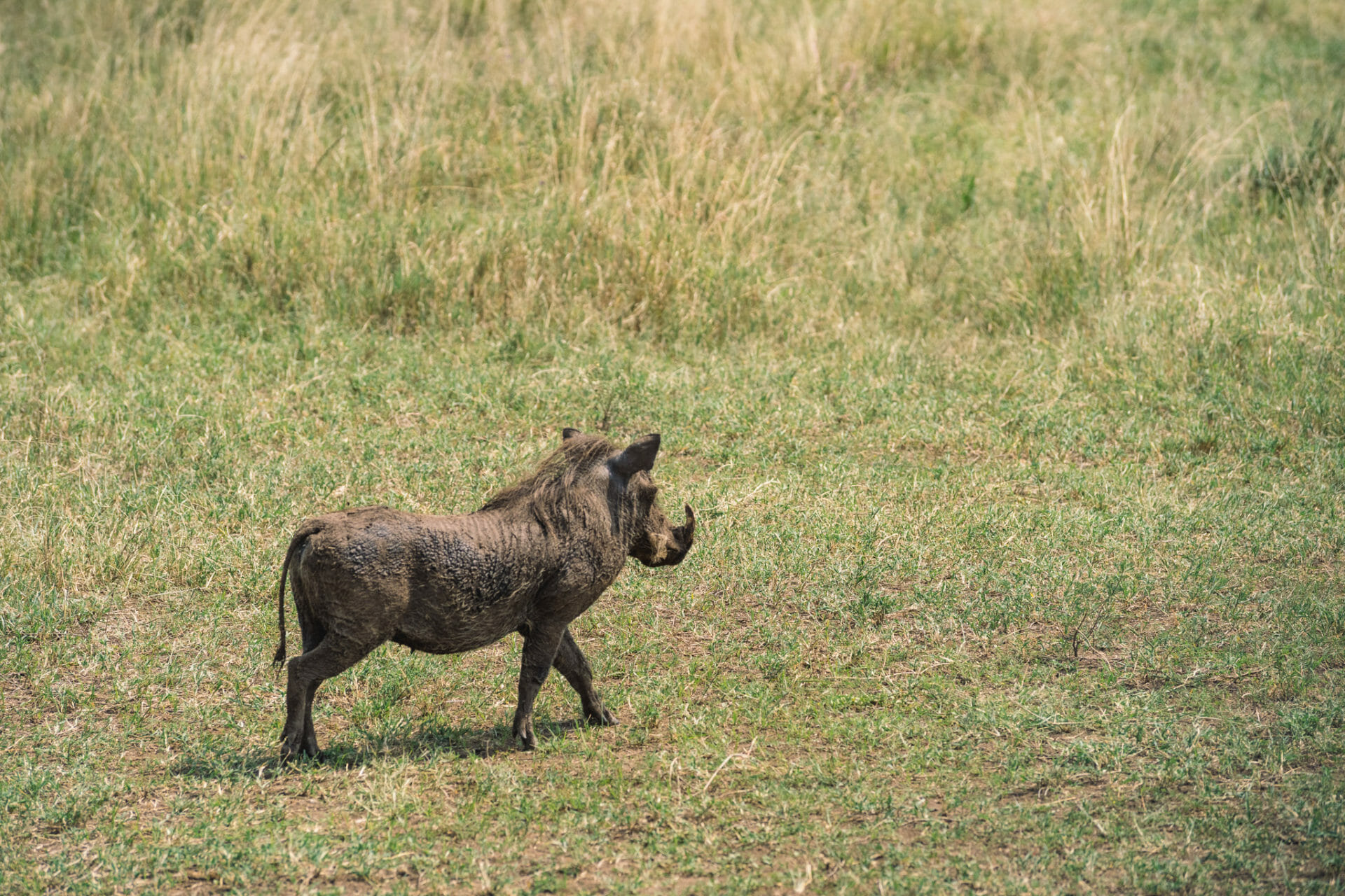 serengeti-safari-tanzanie