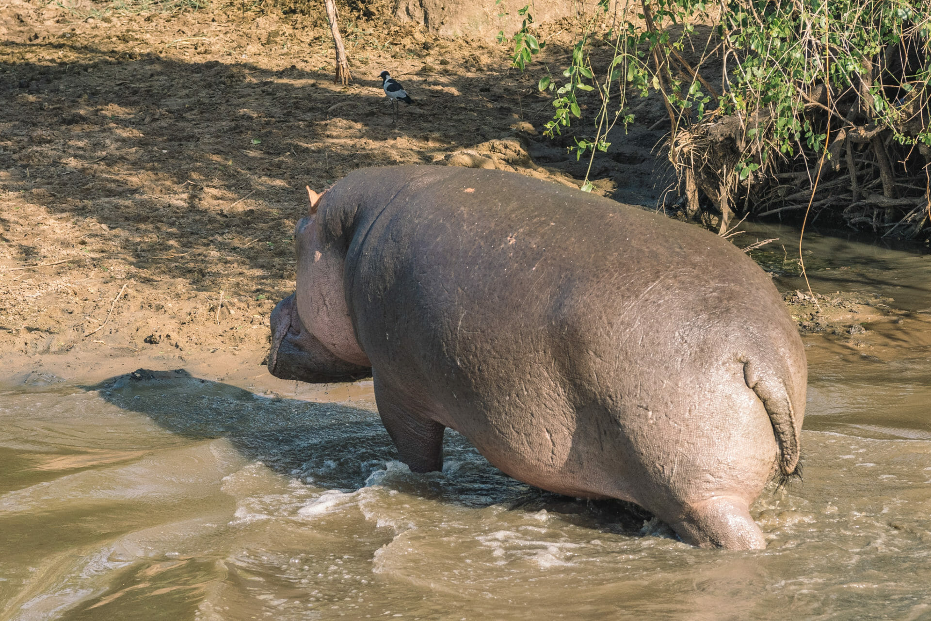 tanzanie-safari-serengeti