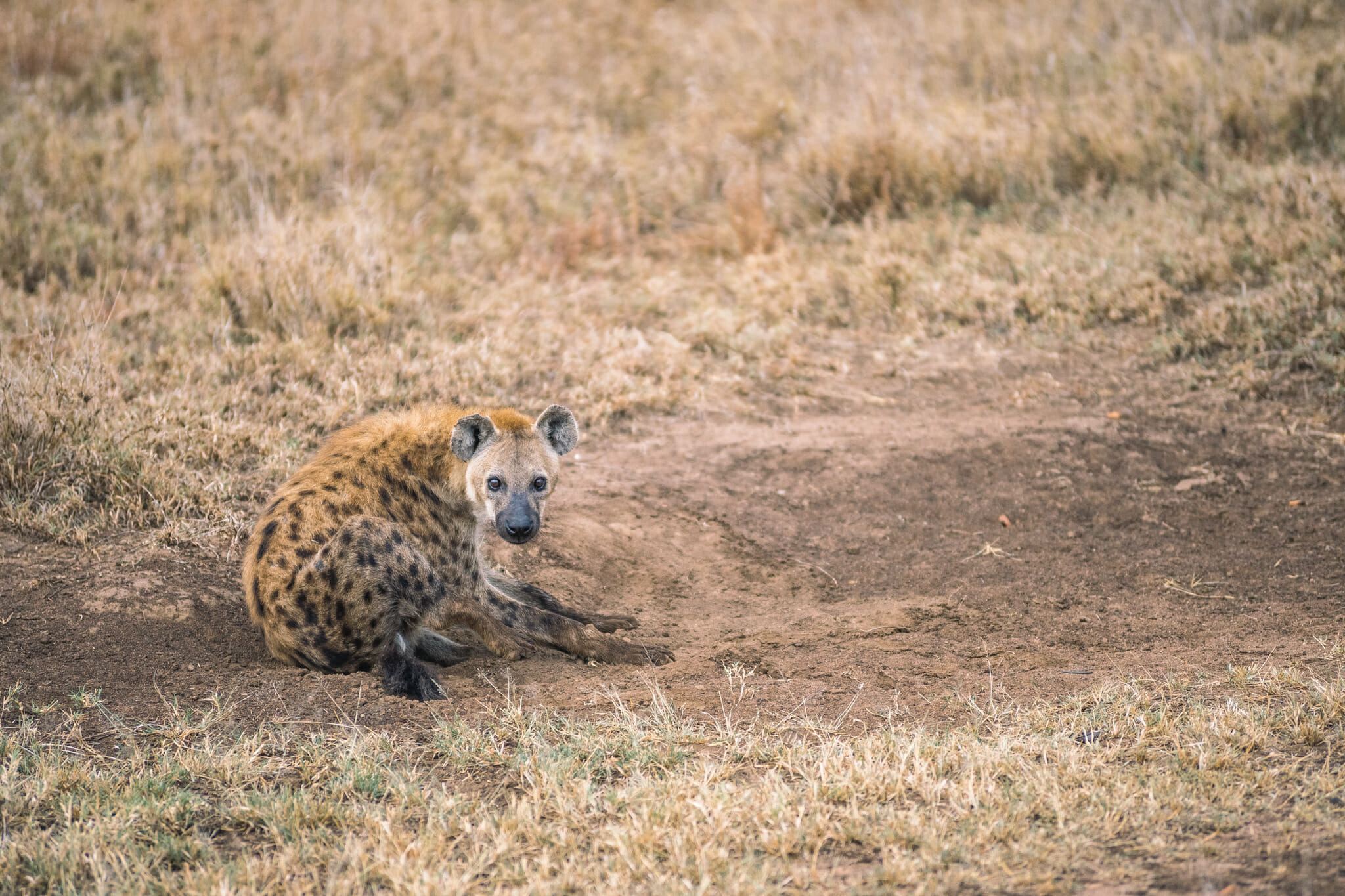 Observation d'une hyène dans le parc national du serengeti en tanzanie