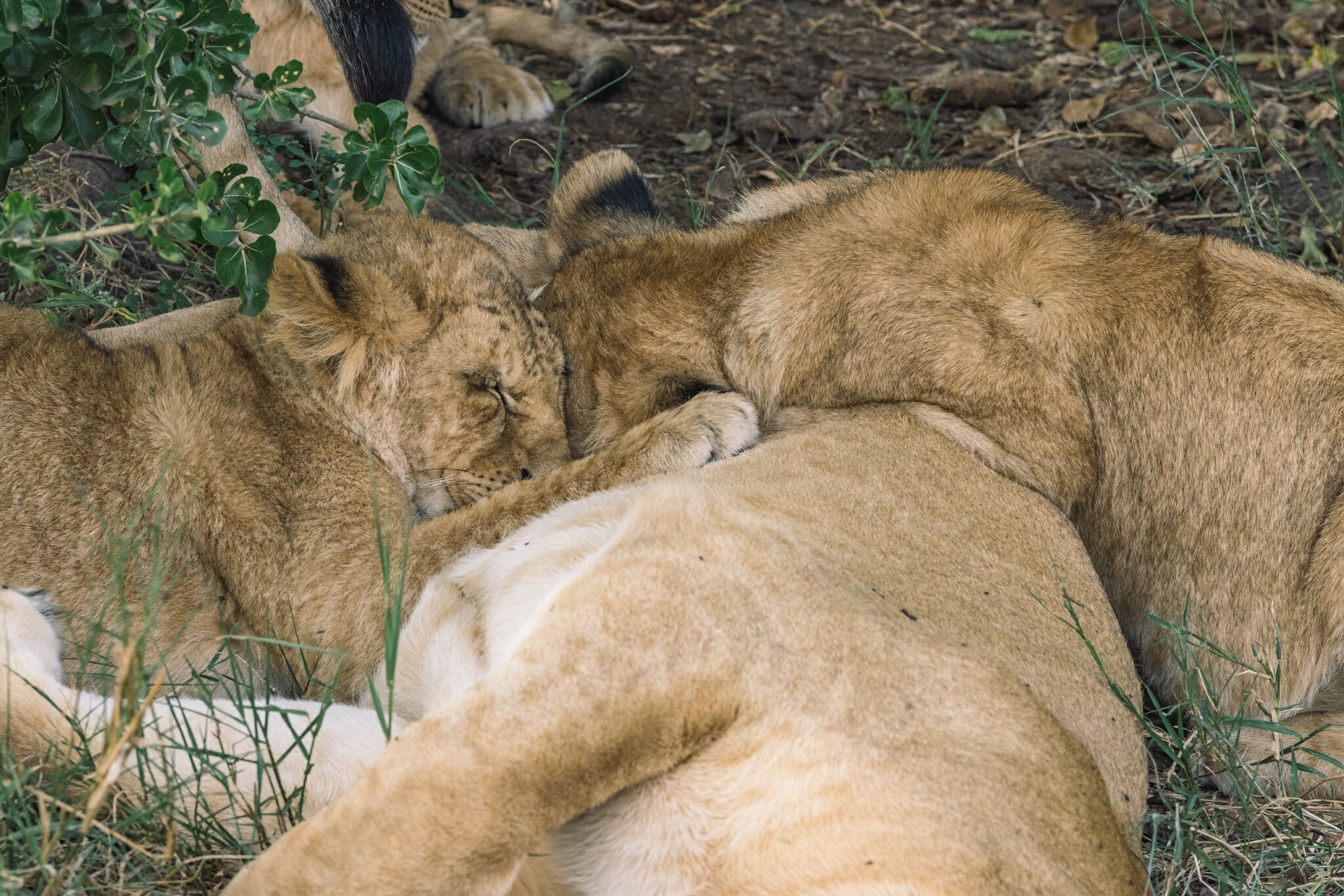 Observation des lions dans le parc national du serengeti en tanzanie