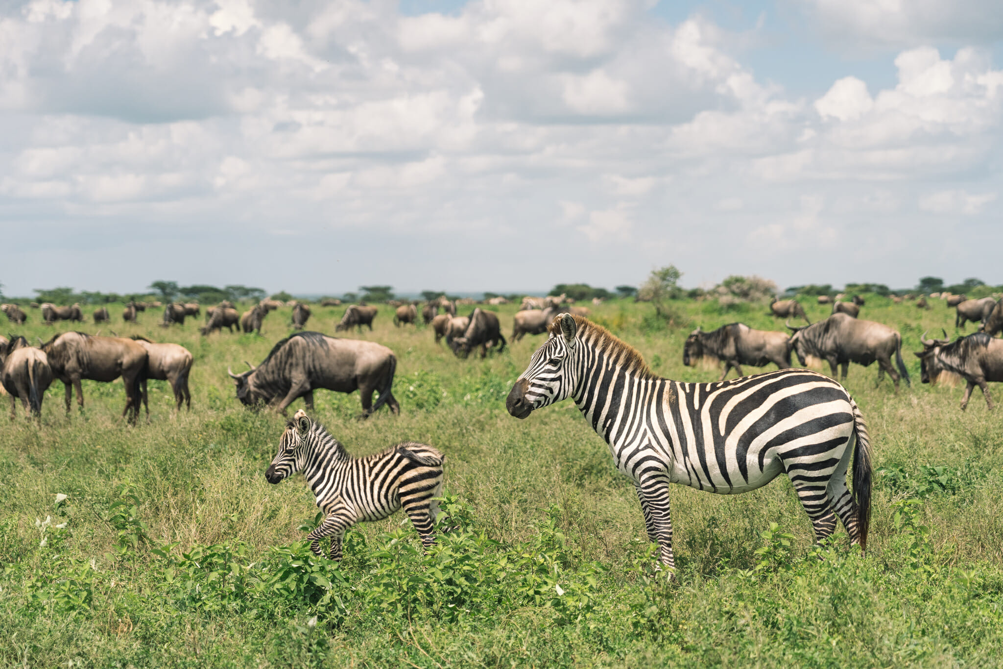 Zèbre et son bébé dans la zone du Ndutu en Tanzanie