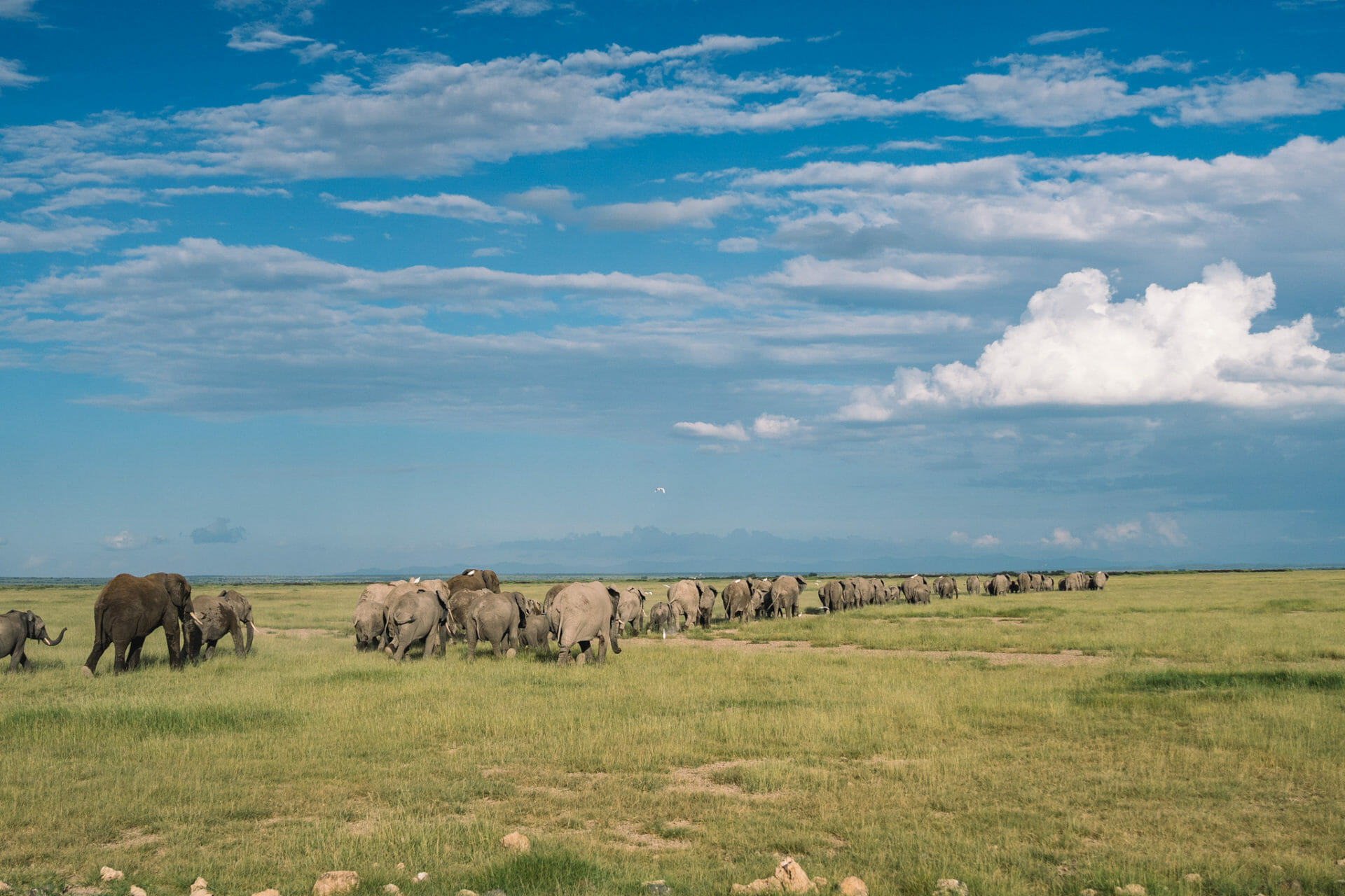 elephant-kenya-parc-amboseli-safari
