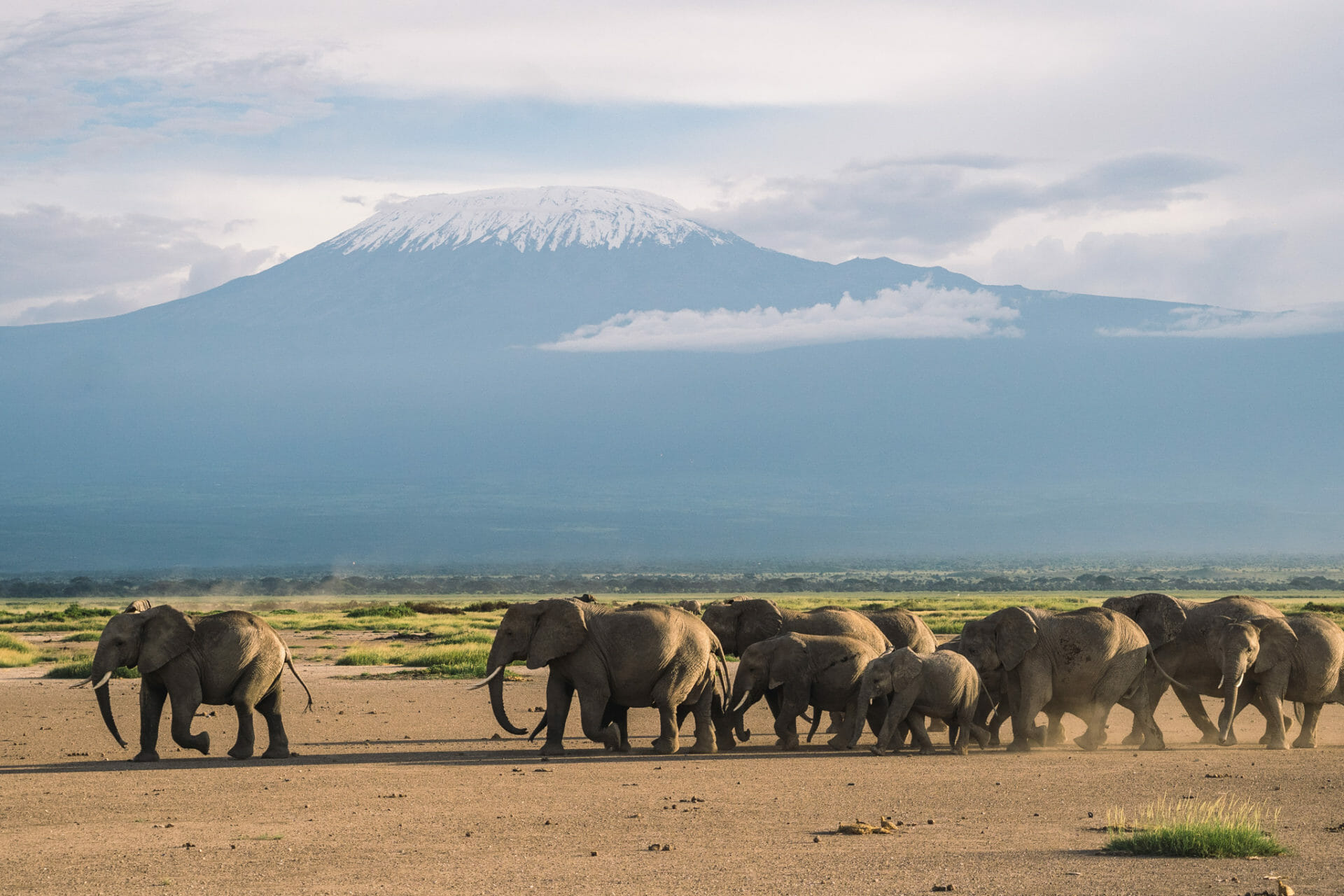 kenya-elephant-kilimanjaro-amboseli-parc-safari