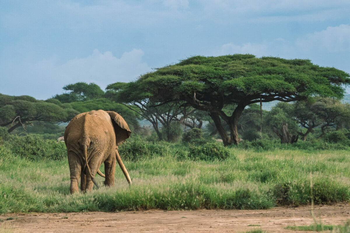 kenya-elephant-tim-amboseli-voyage
