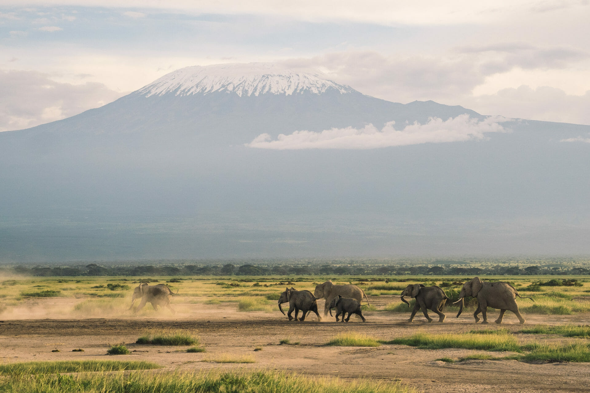 kenya-parc-amboseli-elephant-safari