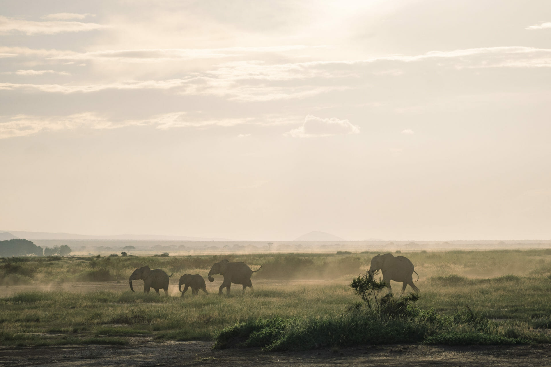 kenya-parc-amboseli-safari-elephant