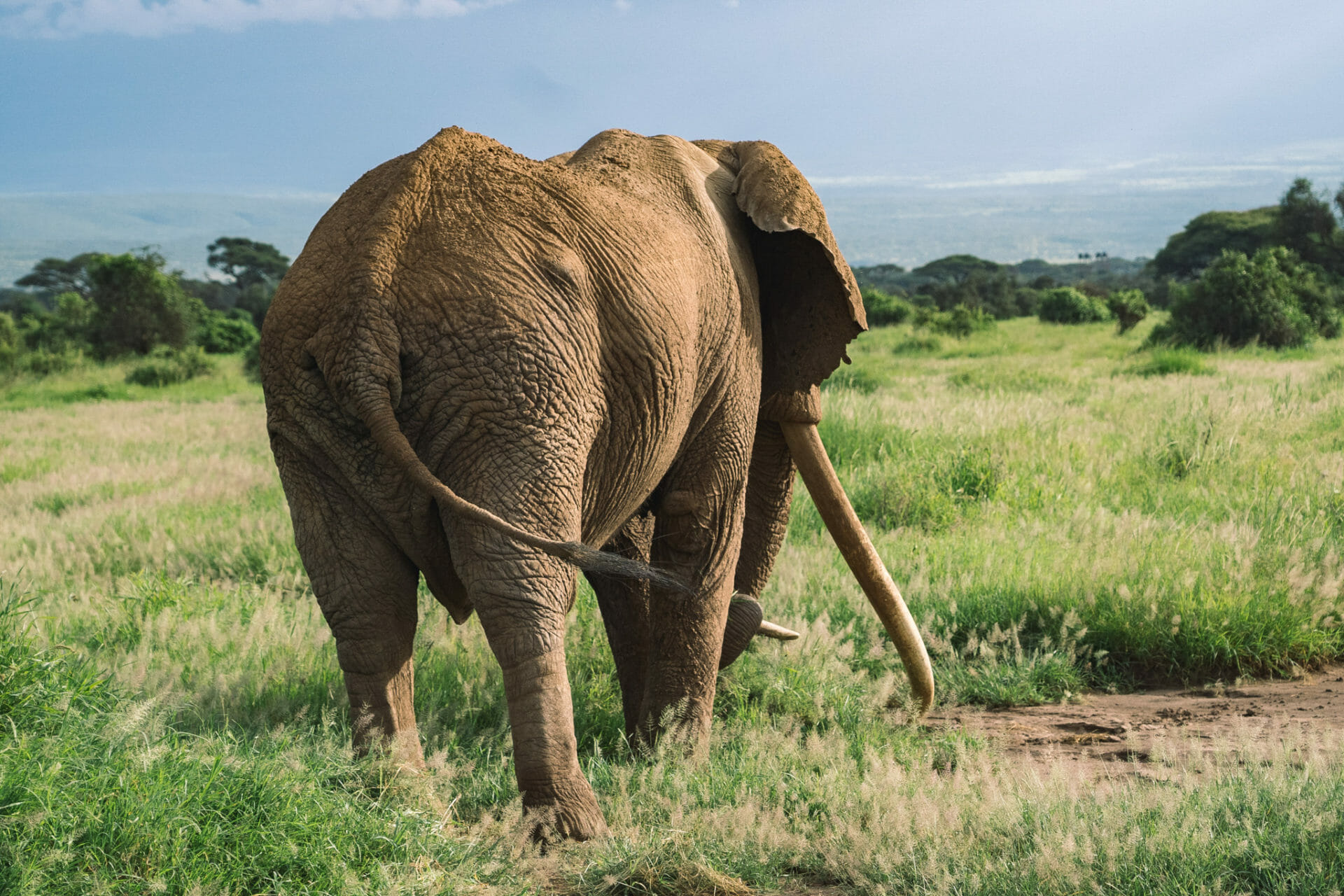 kenya-voyage-tim-elephant-amboseli