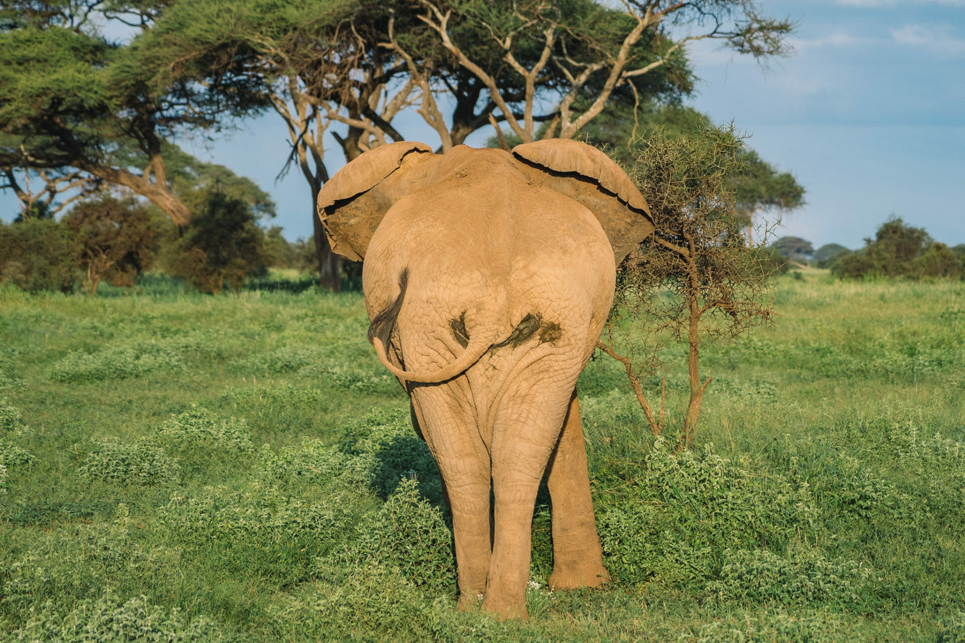parc-amboseli-kenya-elephant-safari